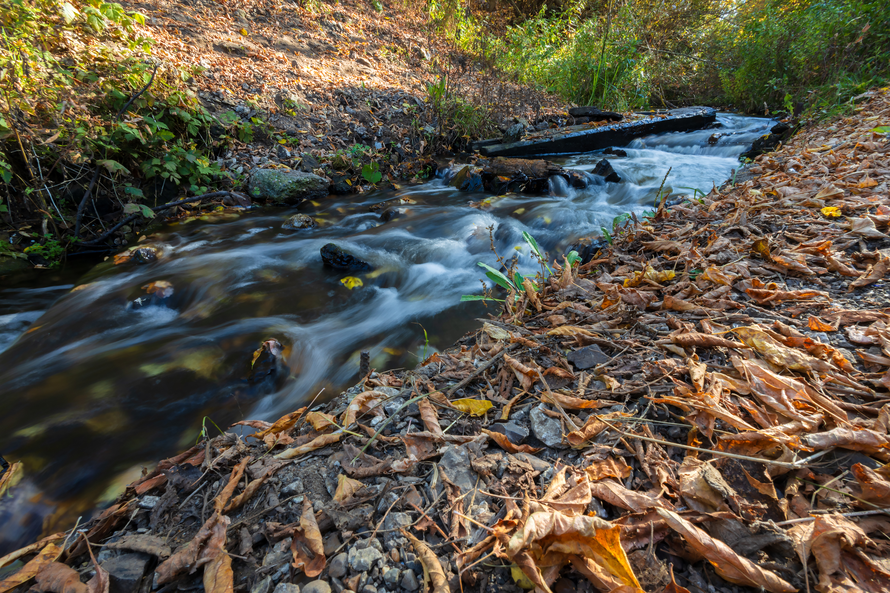 Free photo An autumn stream among fallen leaves