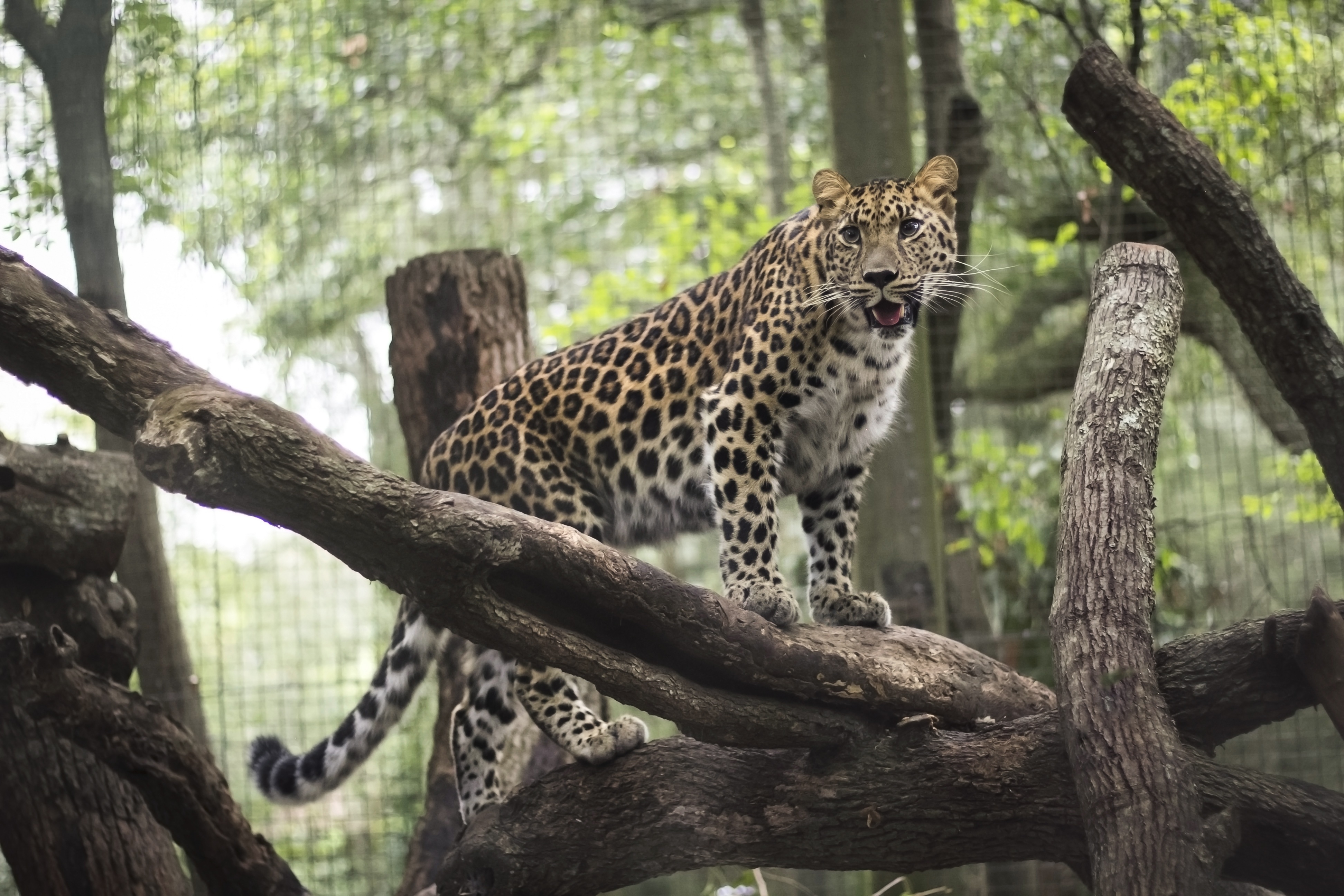 Free photo A spotted cat in a wildlife sanctuary