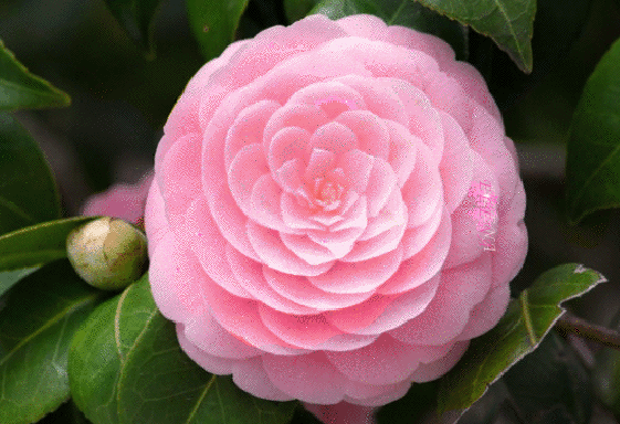 Открытка на тему цветы друзьям скачать бесплатно