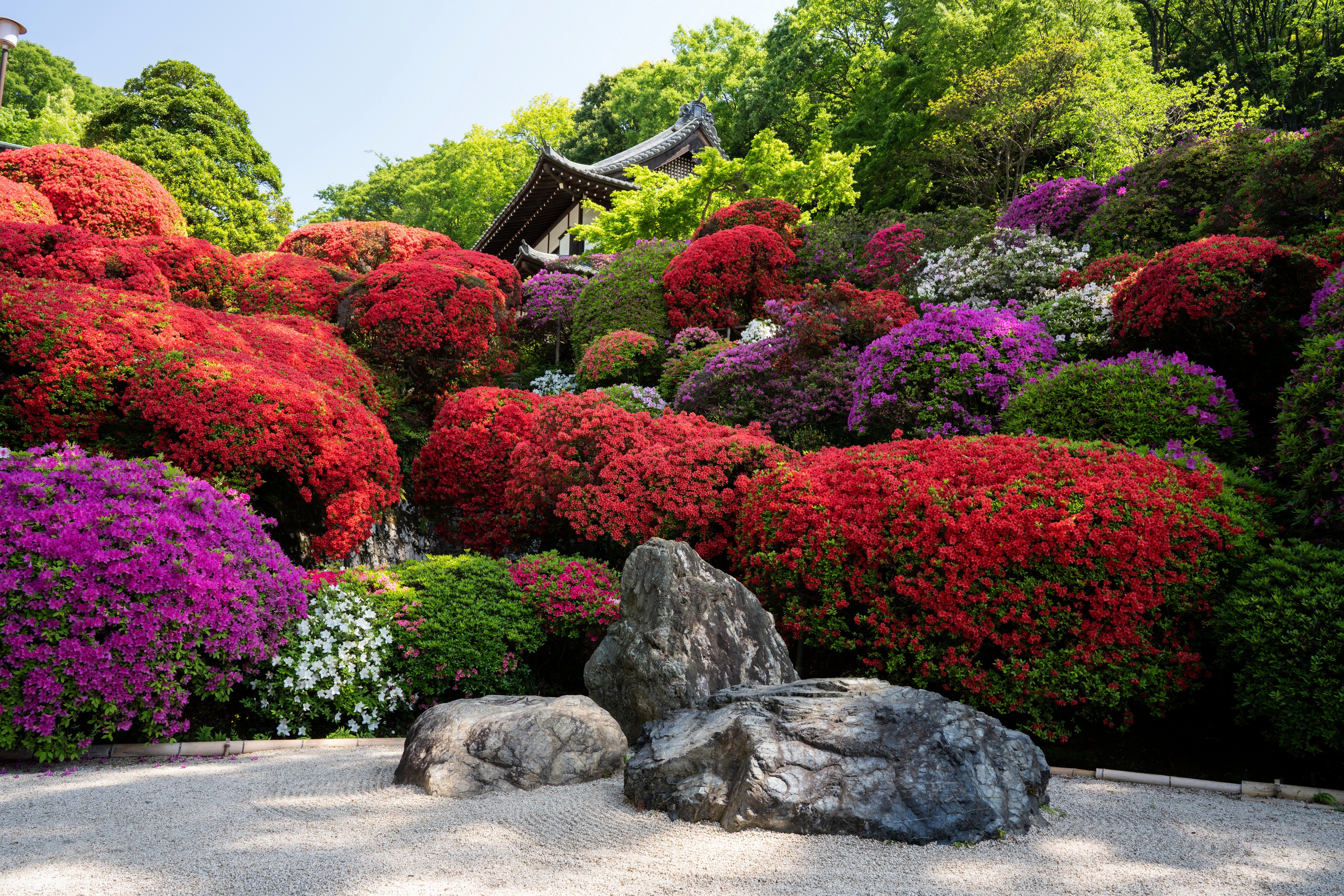 Free photo Large bushes with flowers