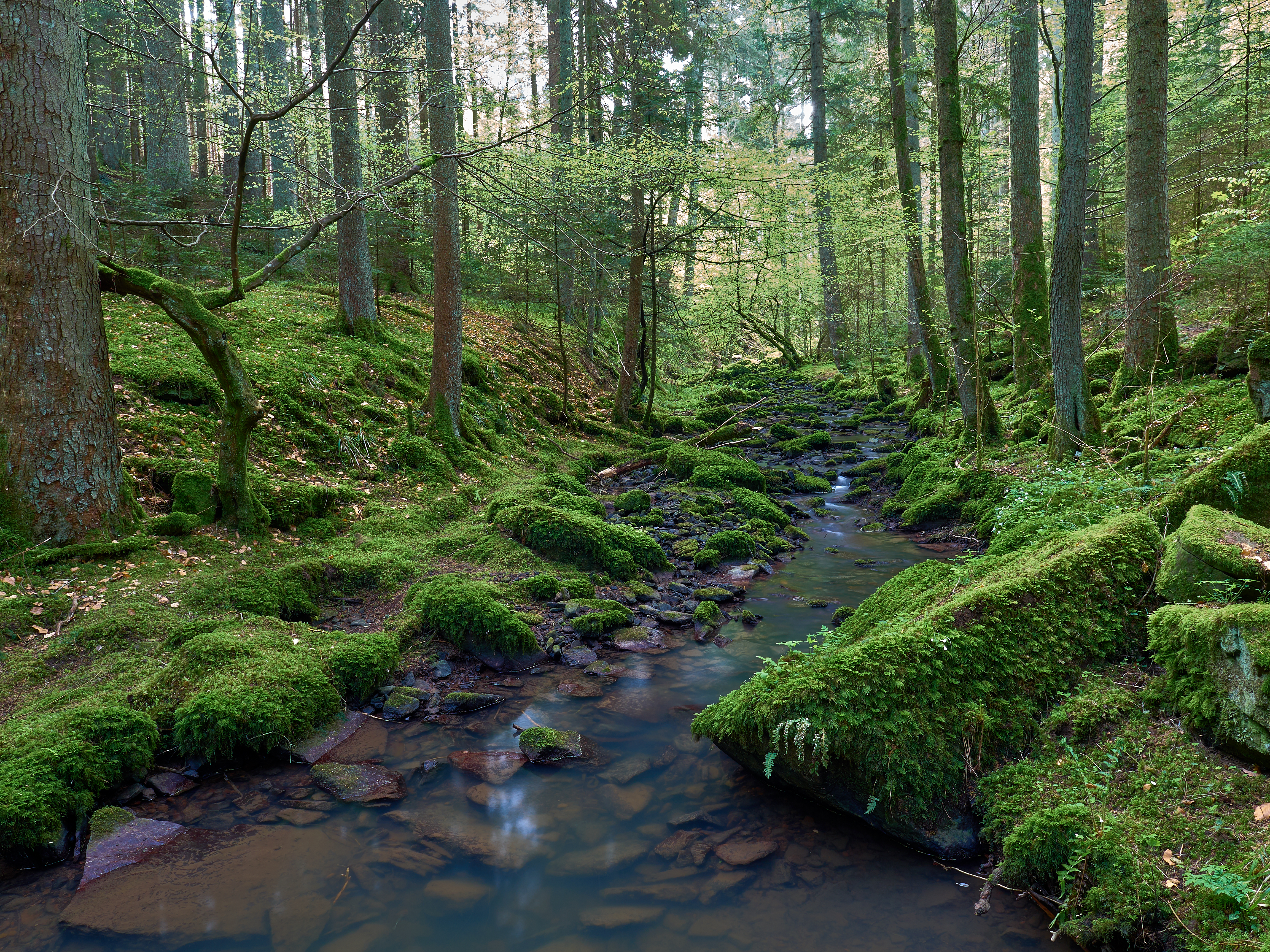 Wallpapers Creek moss forest on the desktop