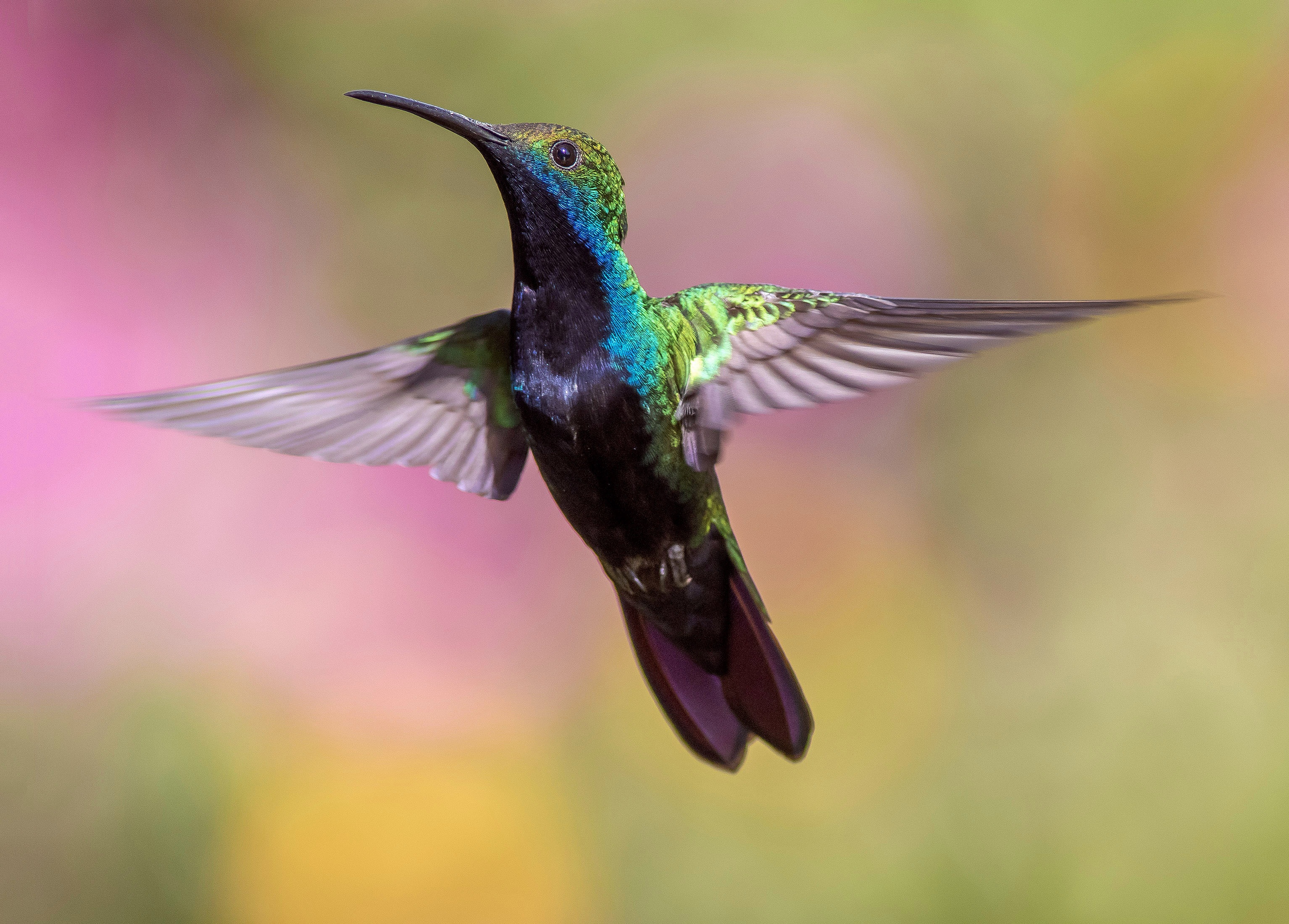 Free photo A hummingbird in front of the camera