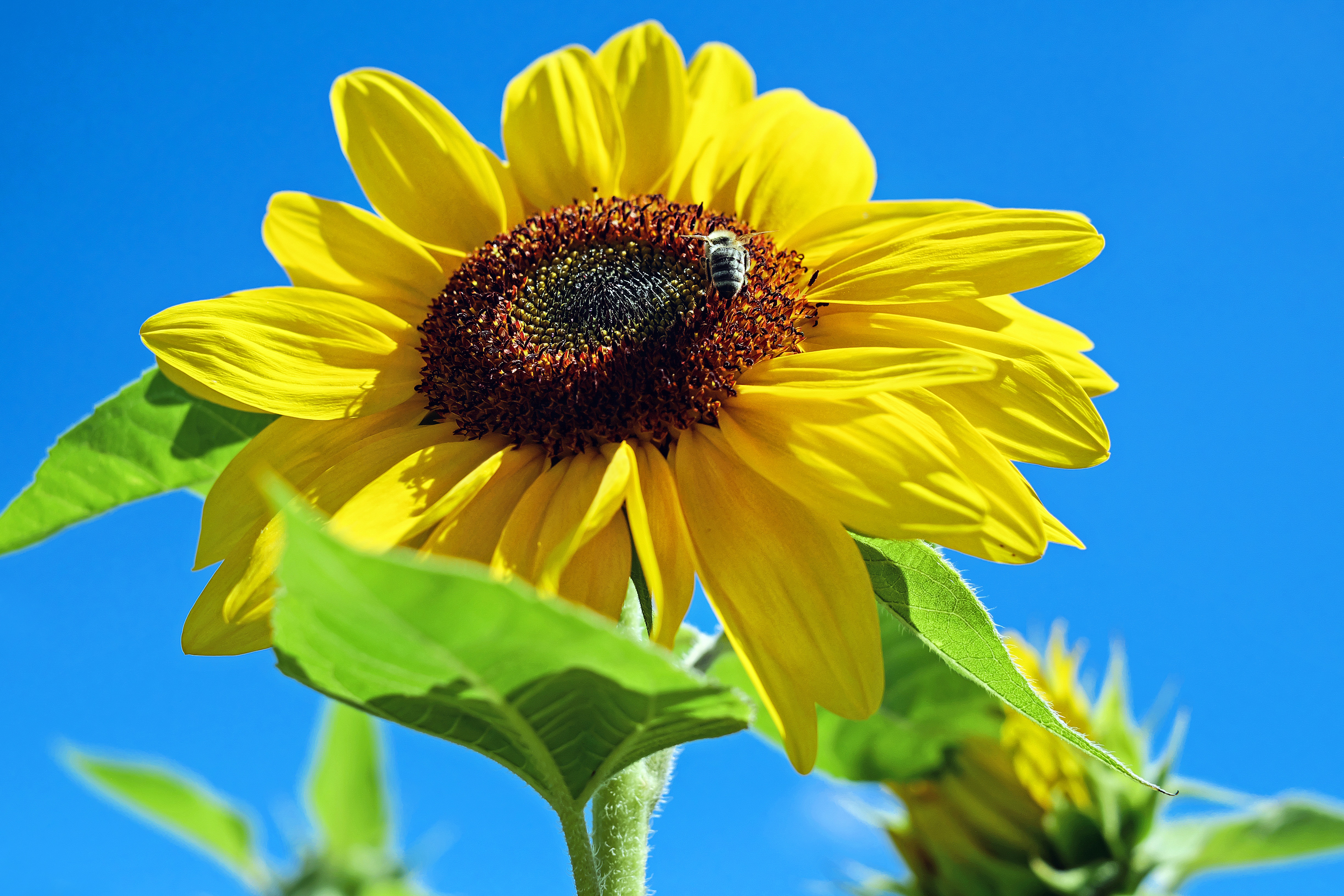 Wallpapers plant sky field on the desktop