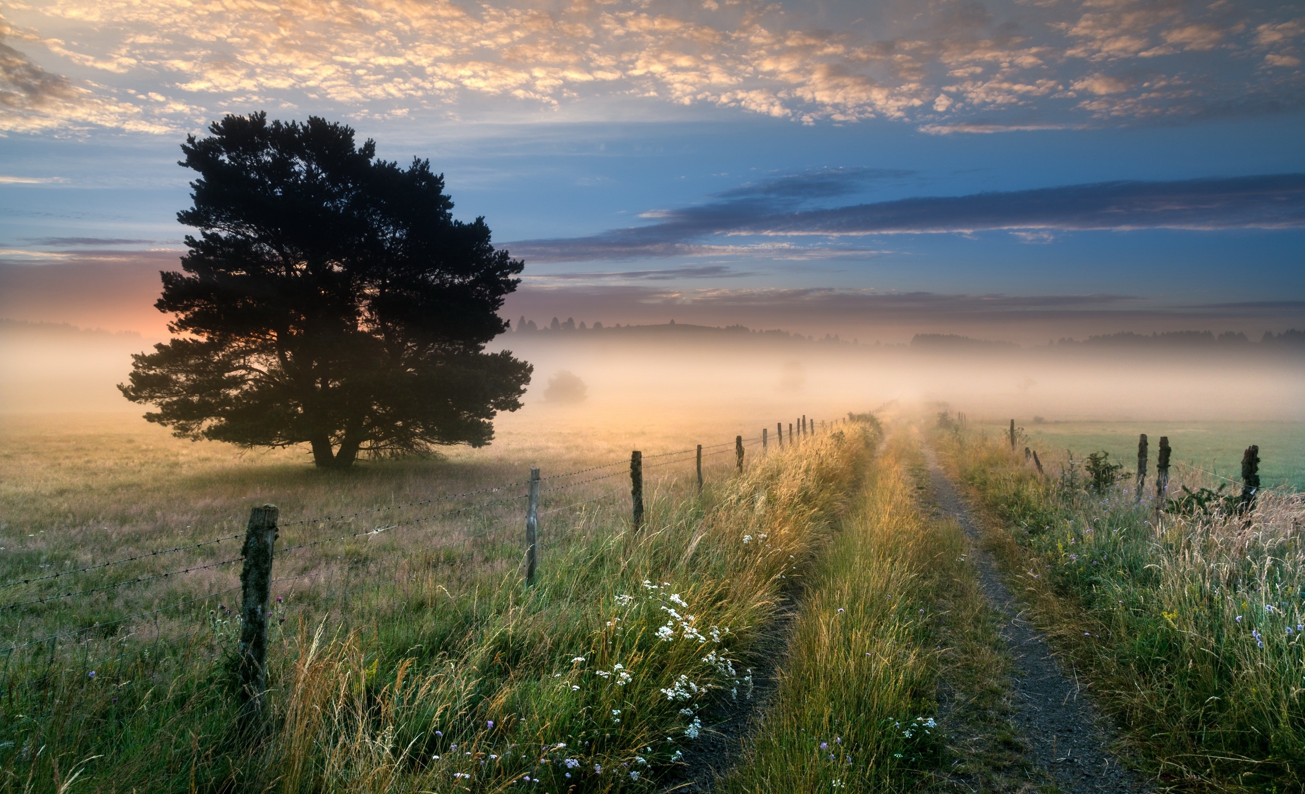 免费照片一条穿过田野的道路，穿过晨雾