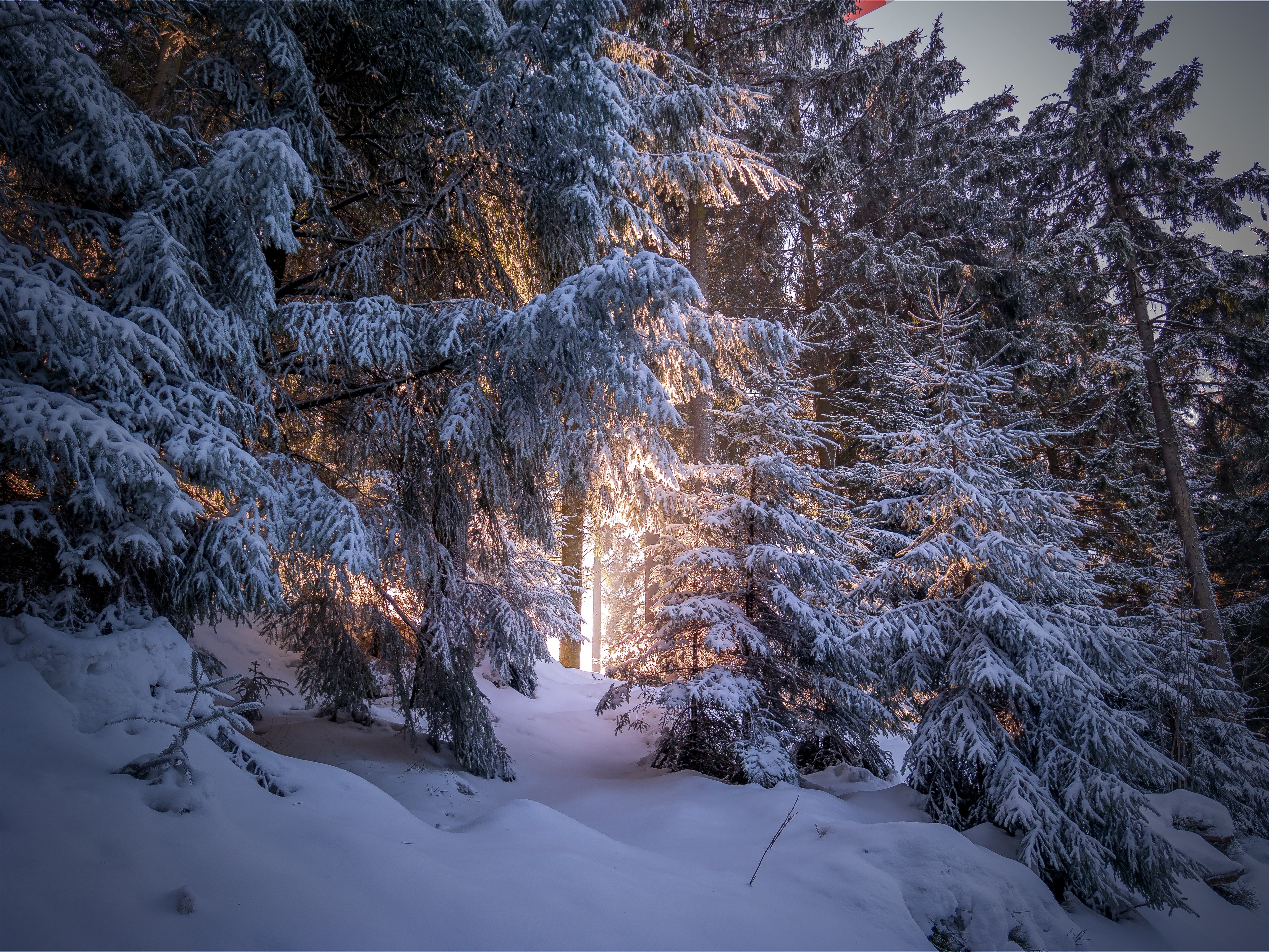 傍晚树林中被雪覆盖的圣诞树枝