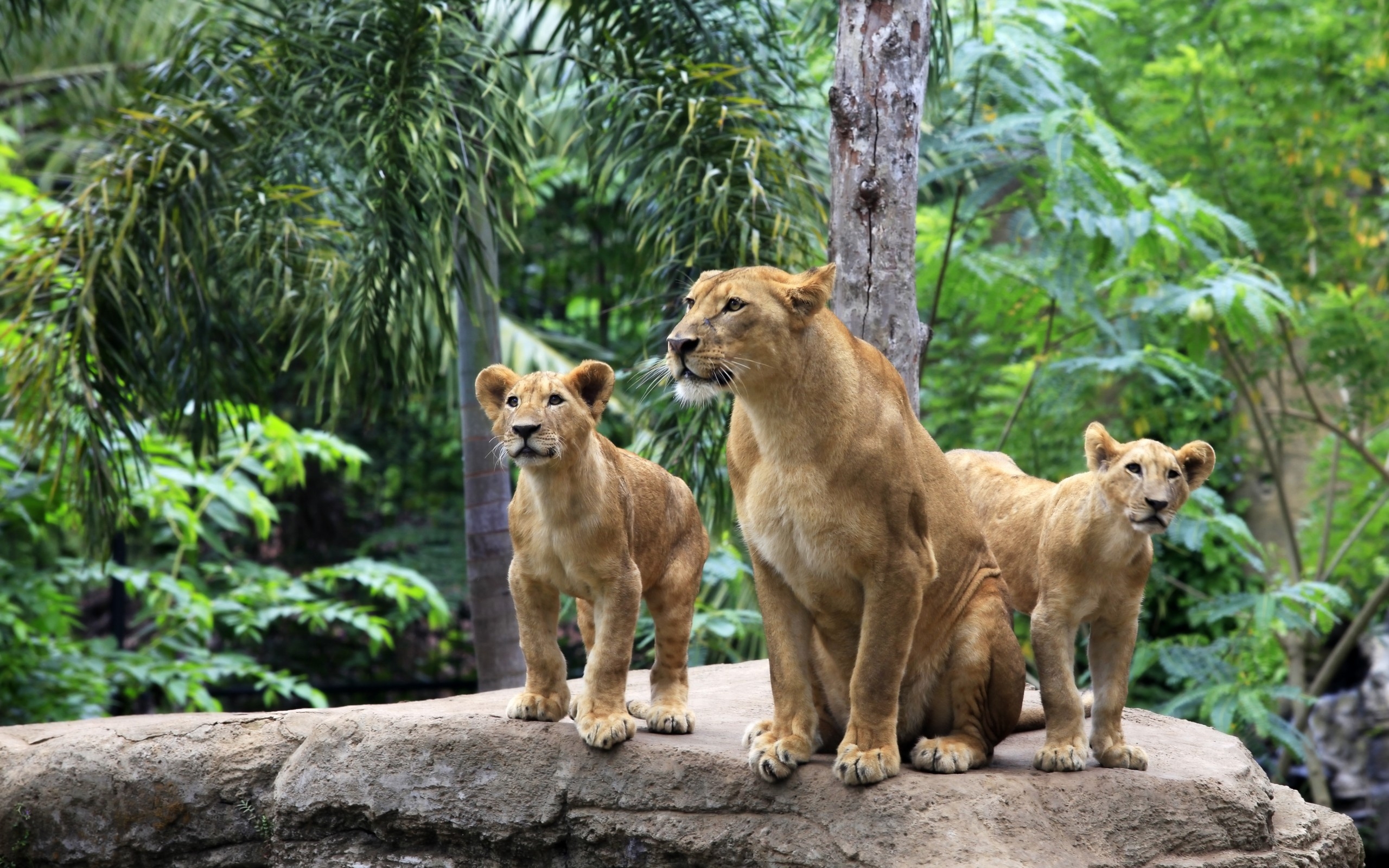 A lioness with two lion cubs