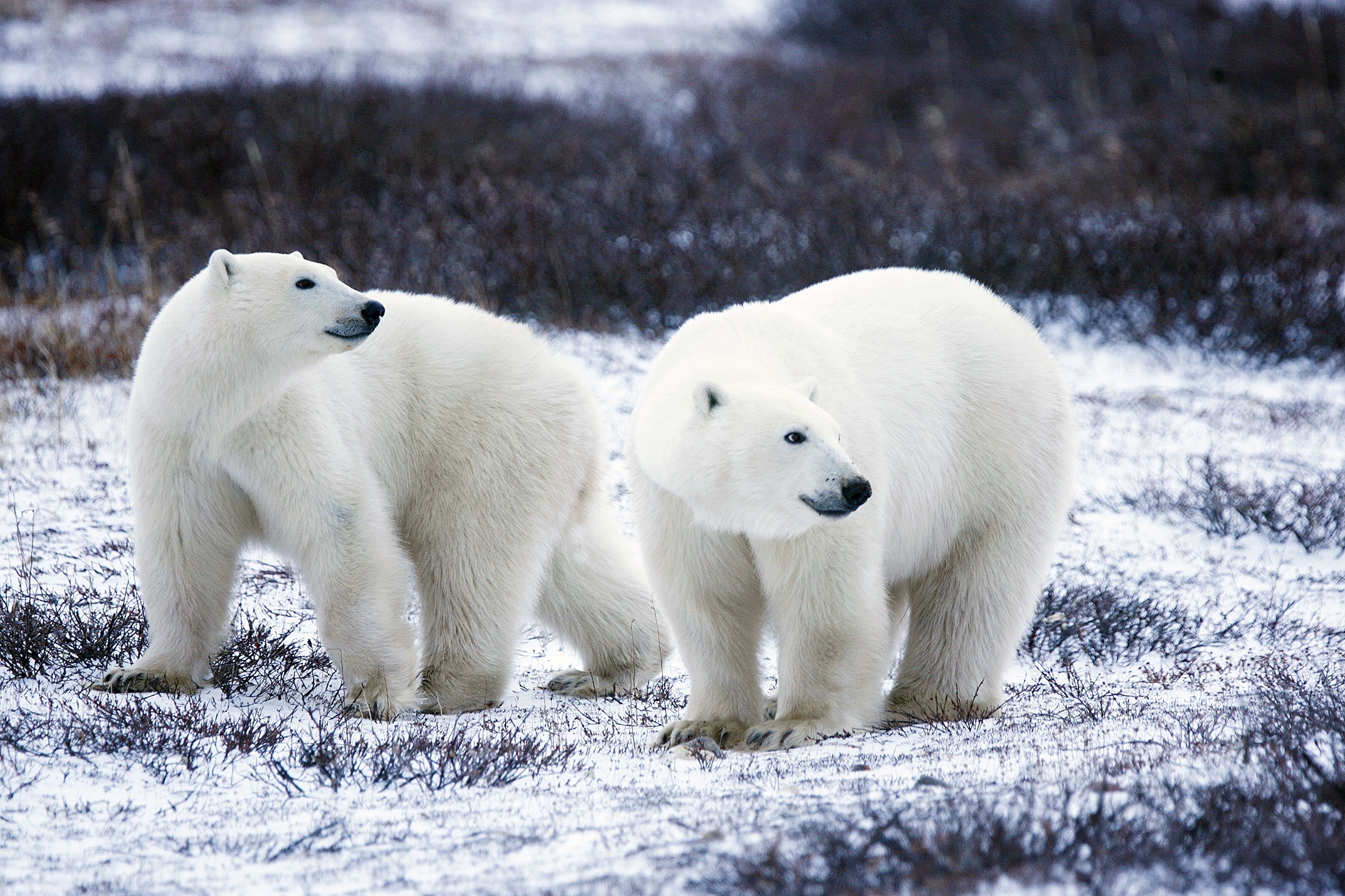 Free photo Two polar bears have spotted something.