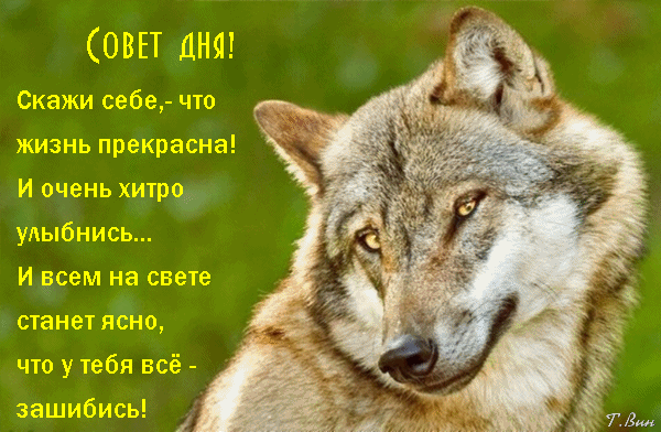 Открытка на тему лето утро пожелание юмор волк скачать бесплатно