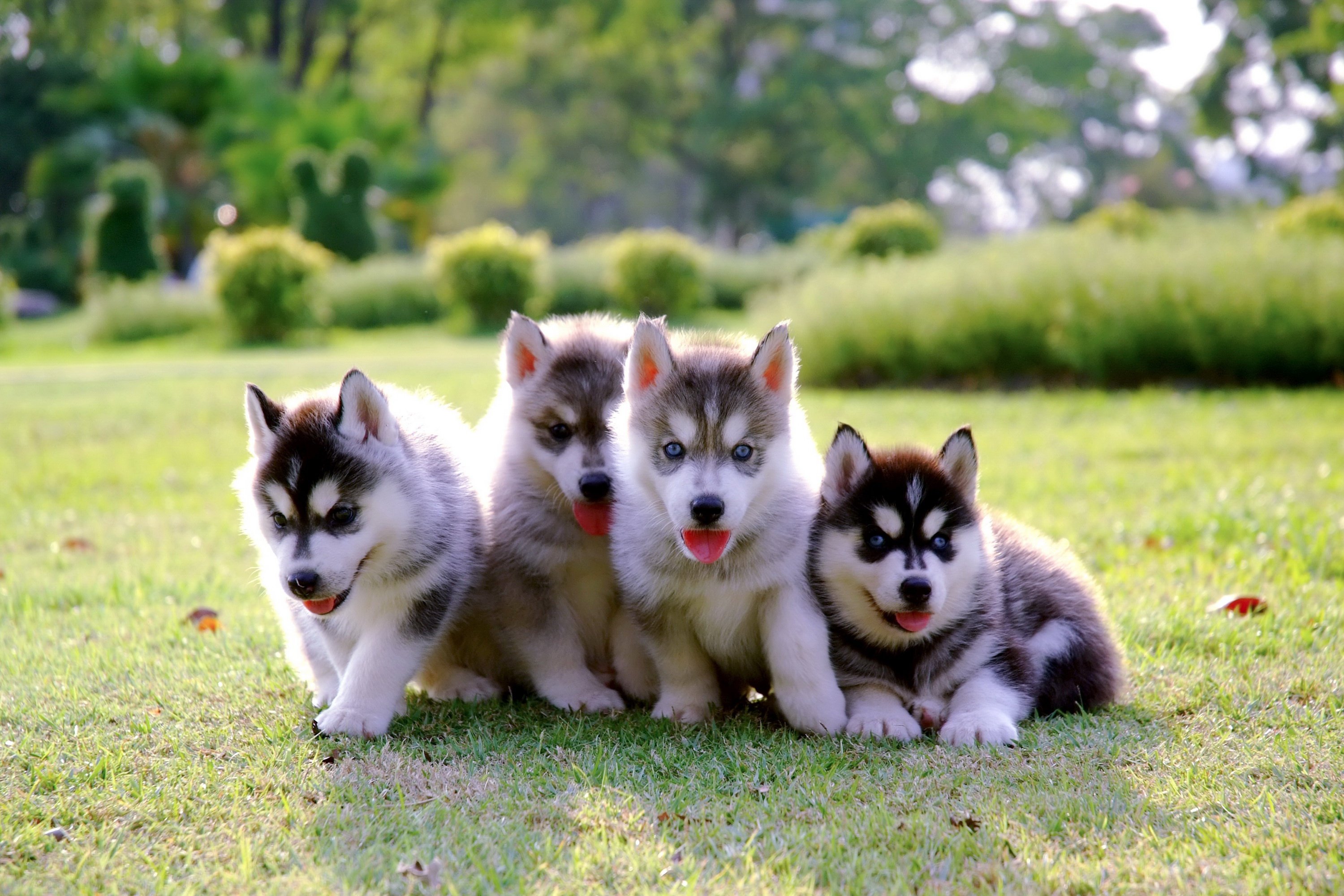 Free photo Four husky puppies