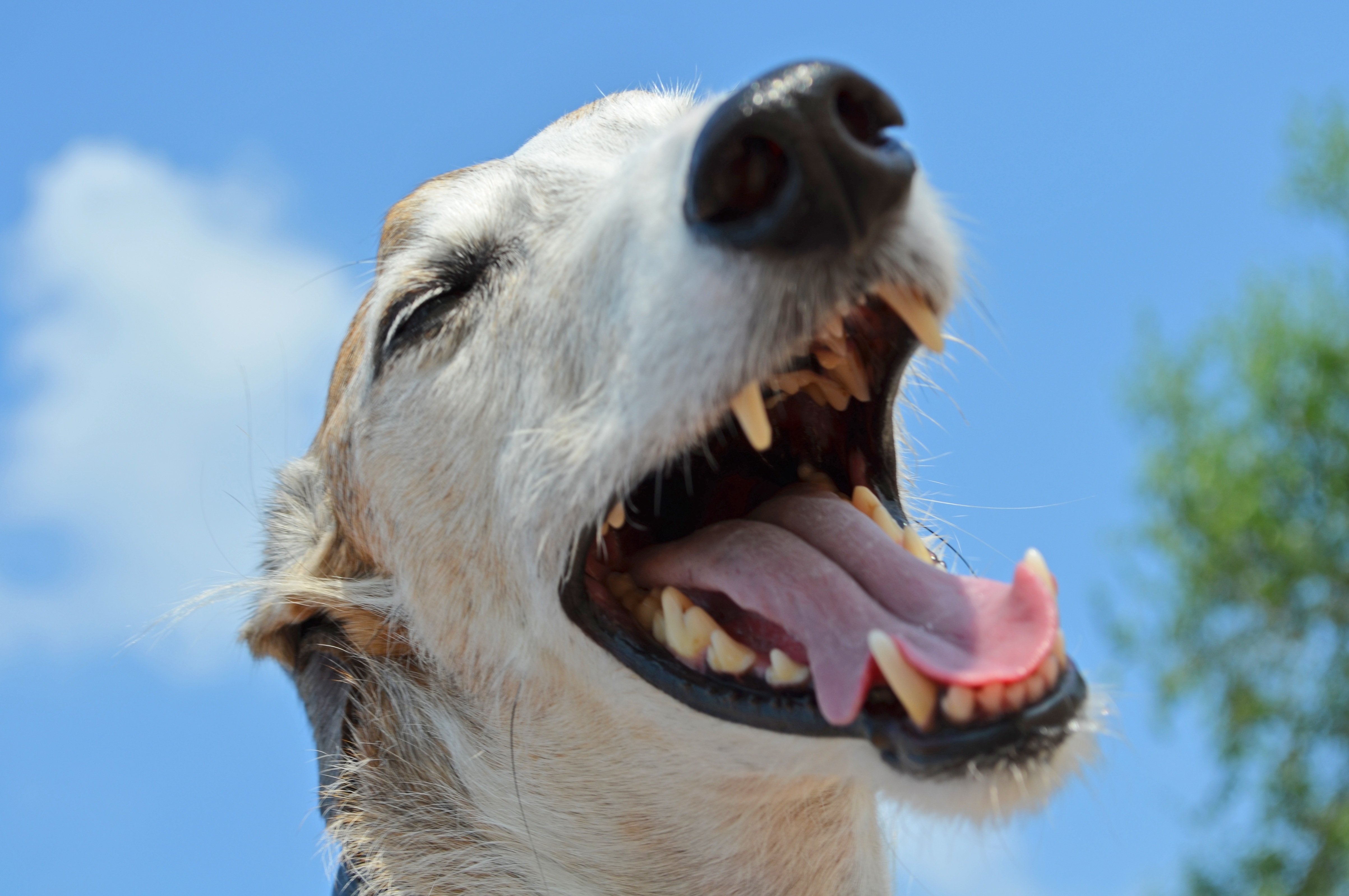 Free photo A picture of a jolly dog