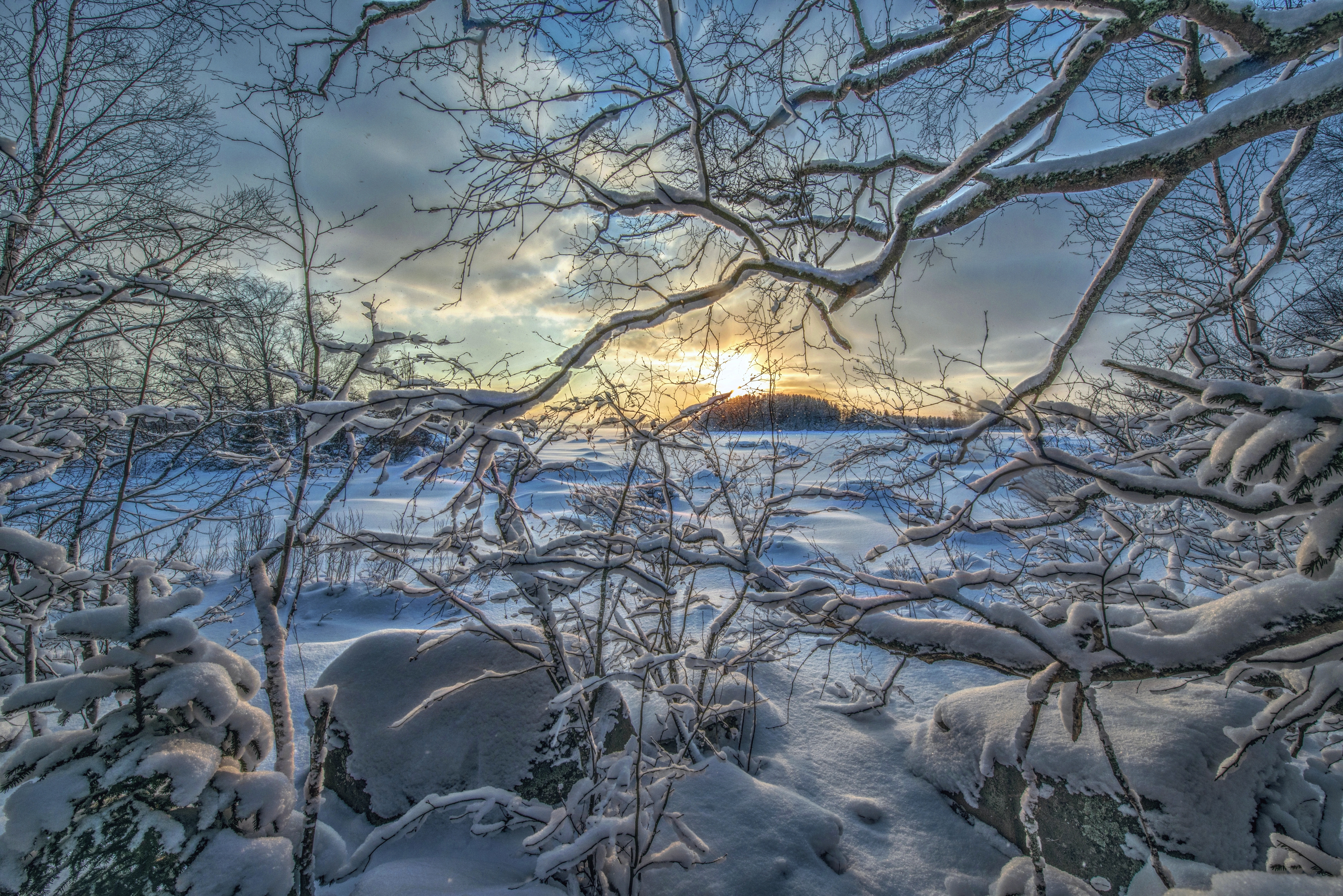 Wallpapers snowdrifts tree branches snow on the desktop