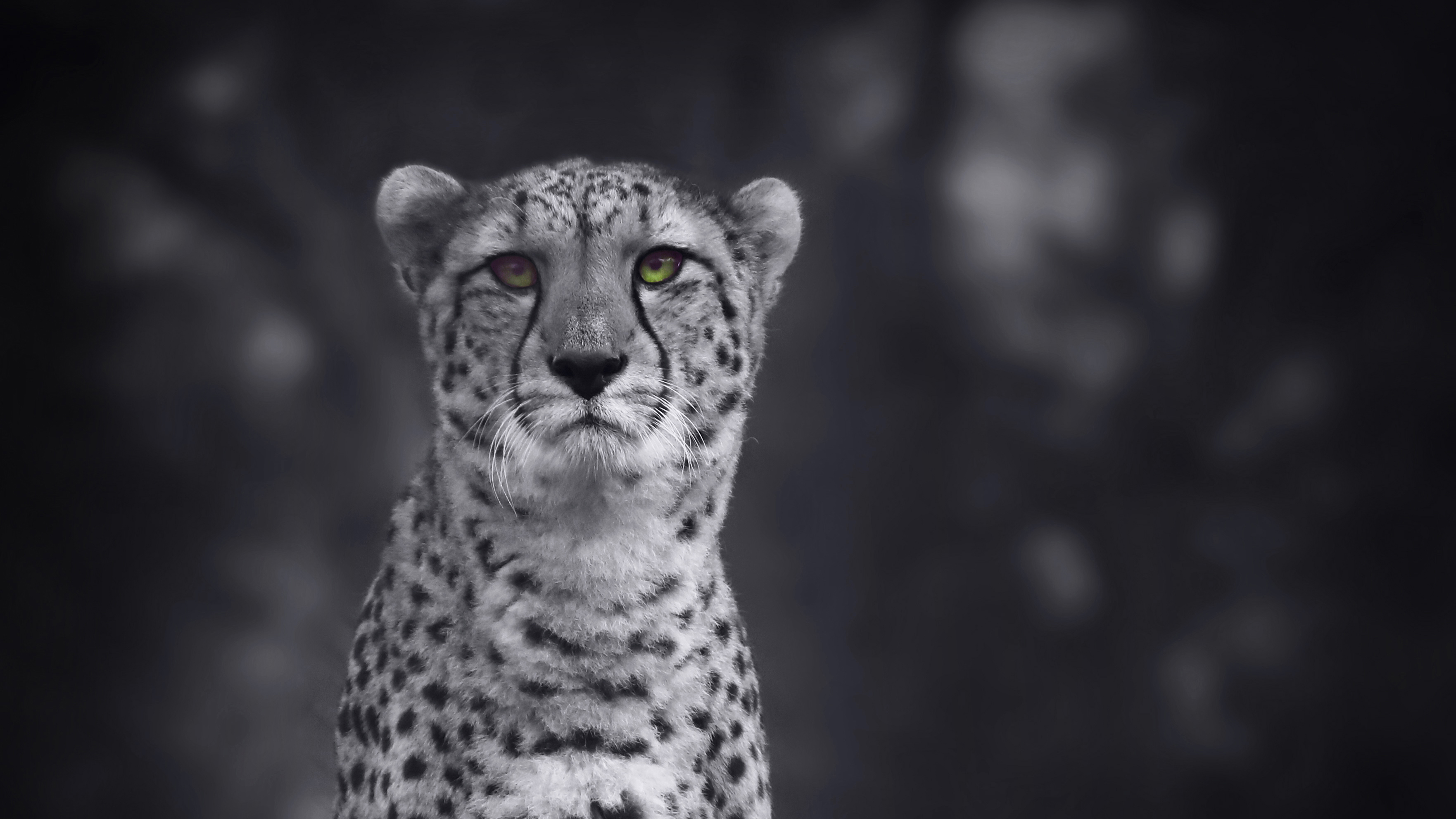 Wallpapers Cheetah HD 4K on the desktop