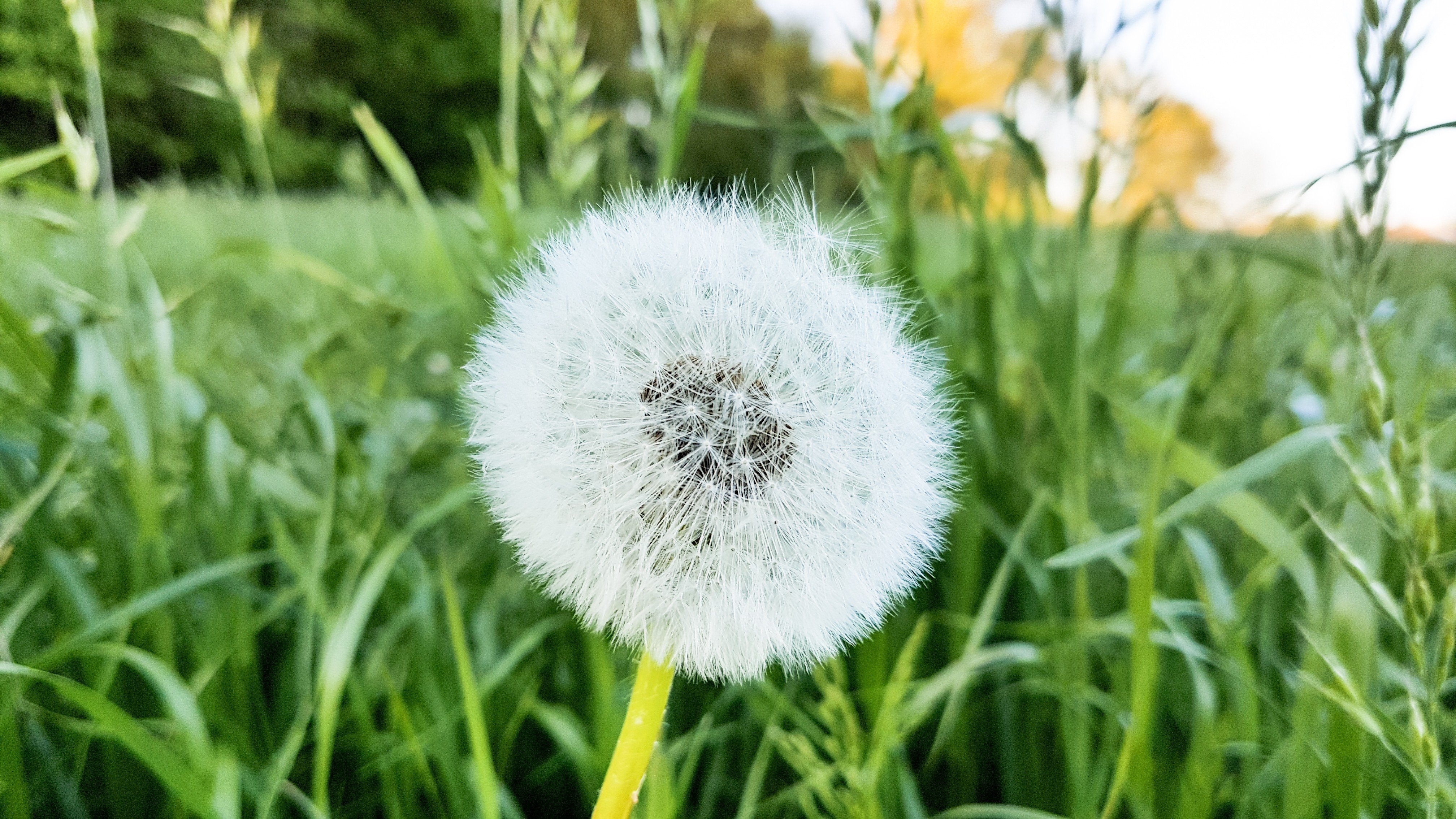 Dandelion in the seed ripening stage.