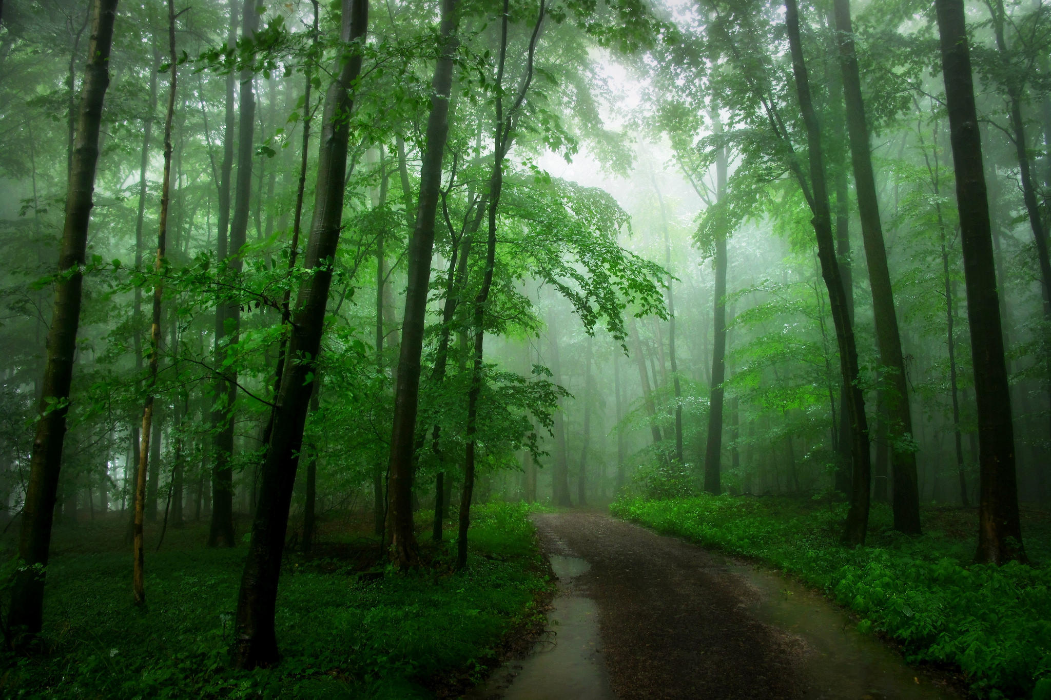 Wallpapers forest landscapes greens on the desktop