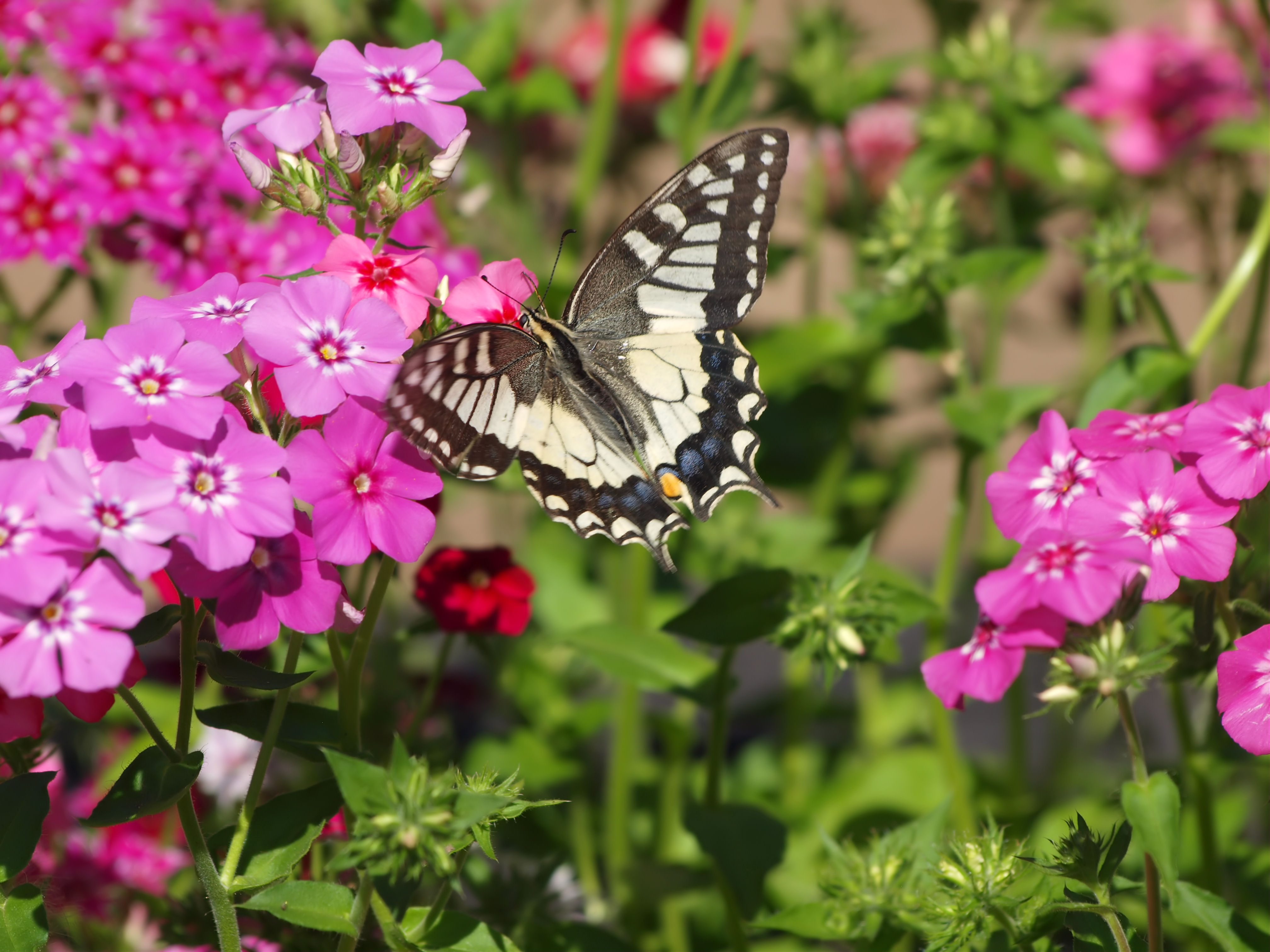 Free photo Postonset Swallowtail