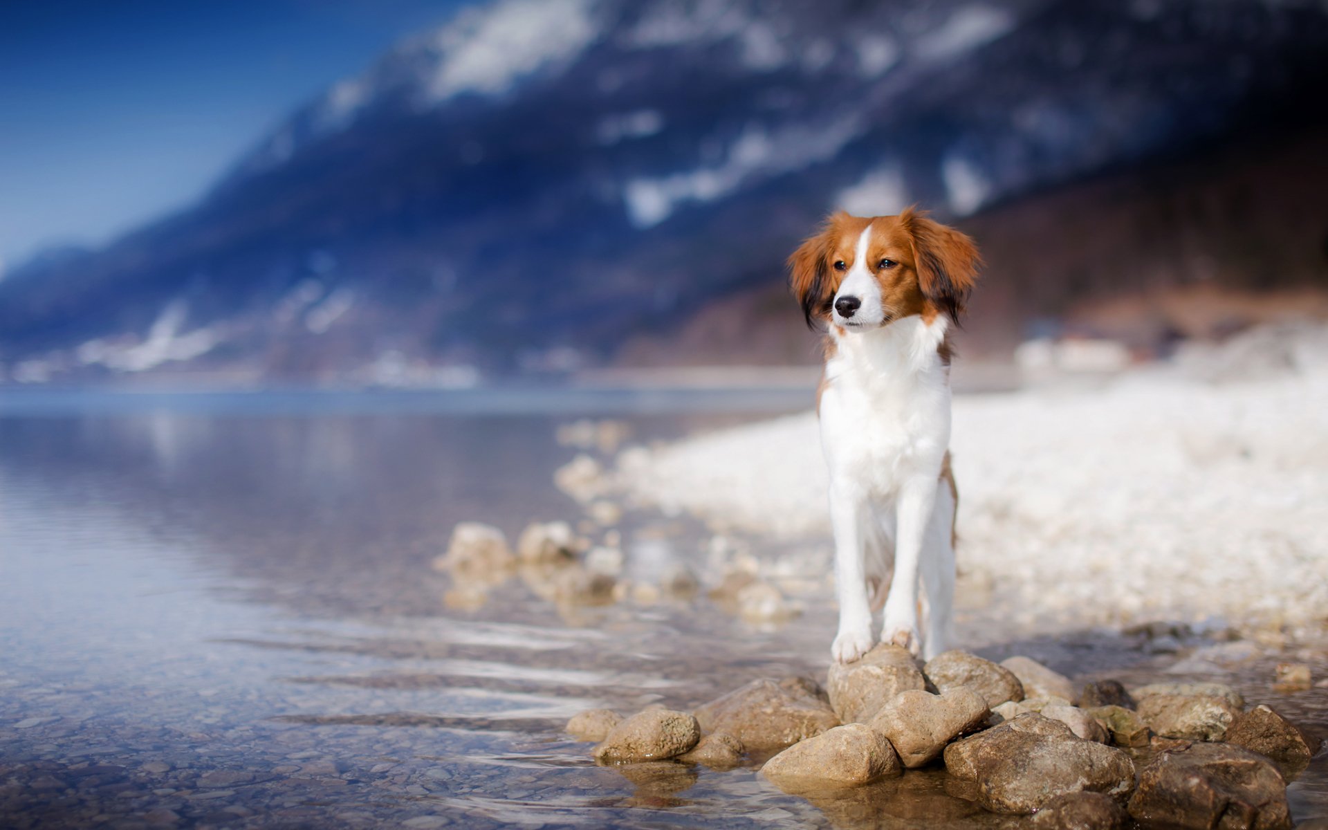 Wallpapers shore dog nature on the desktop