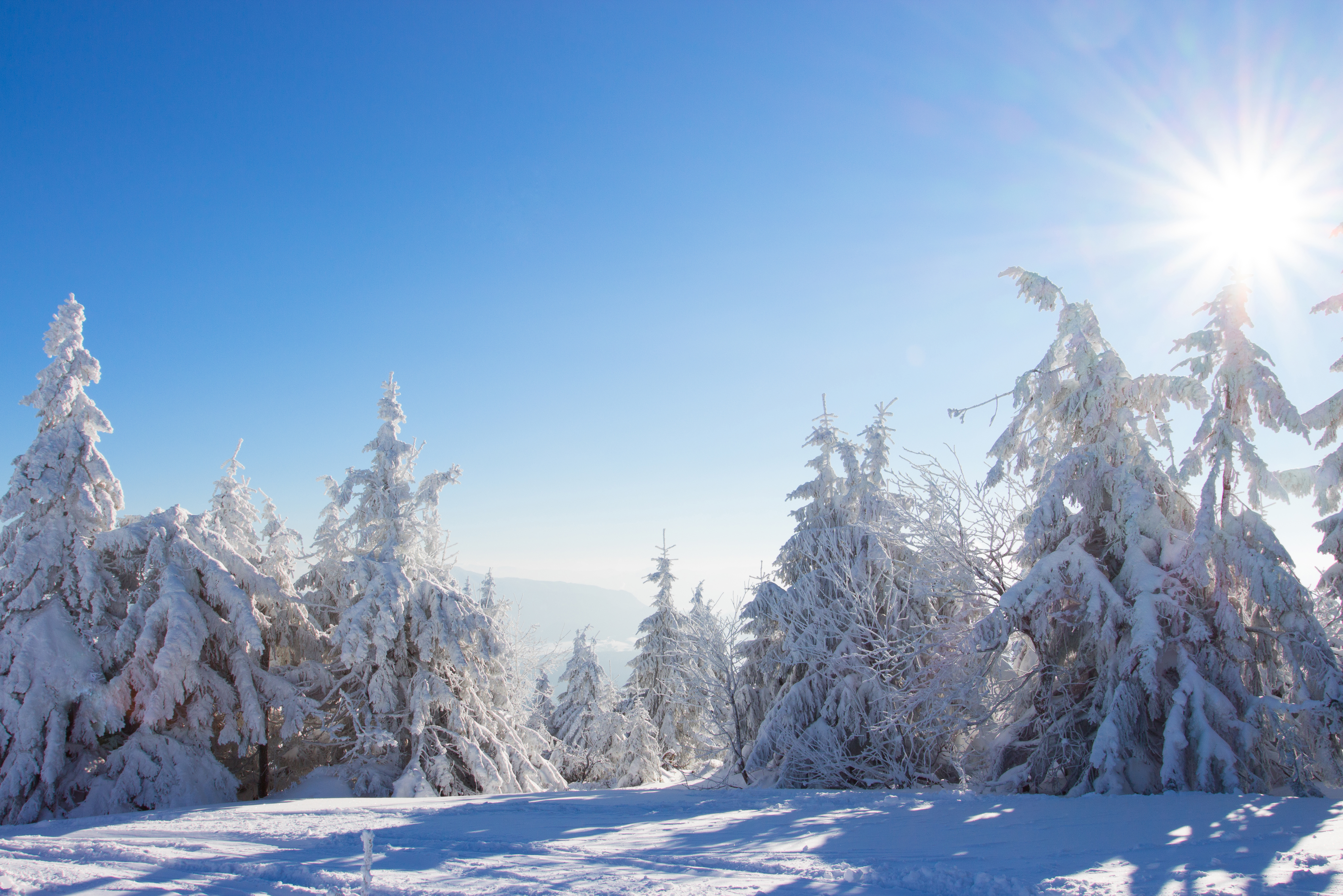 免费照片冬天的森林里的雪