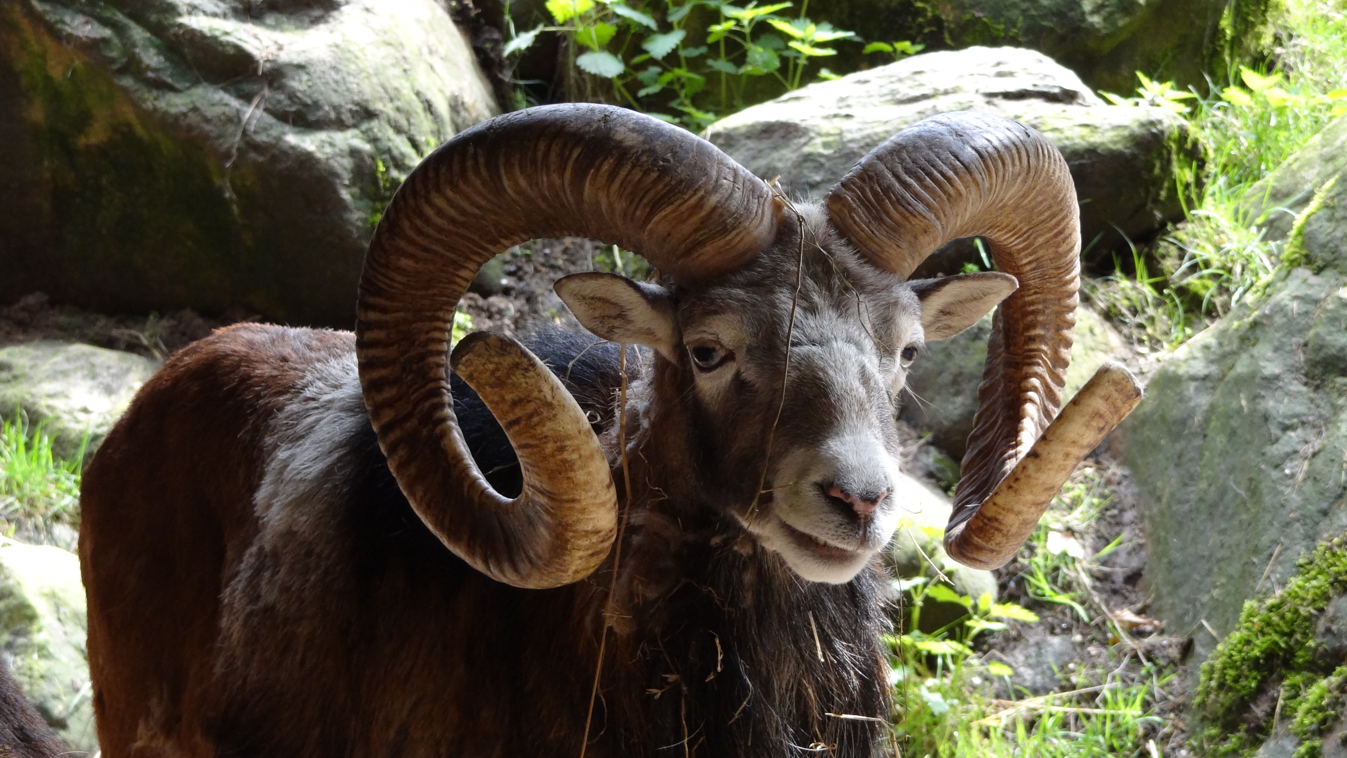 Wallpapers nature wildlife goat on the desktop