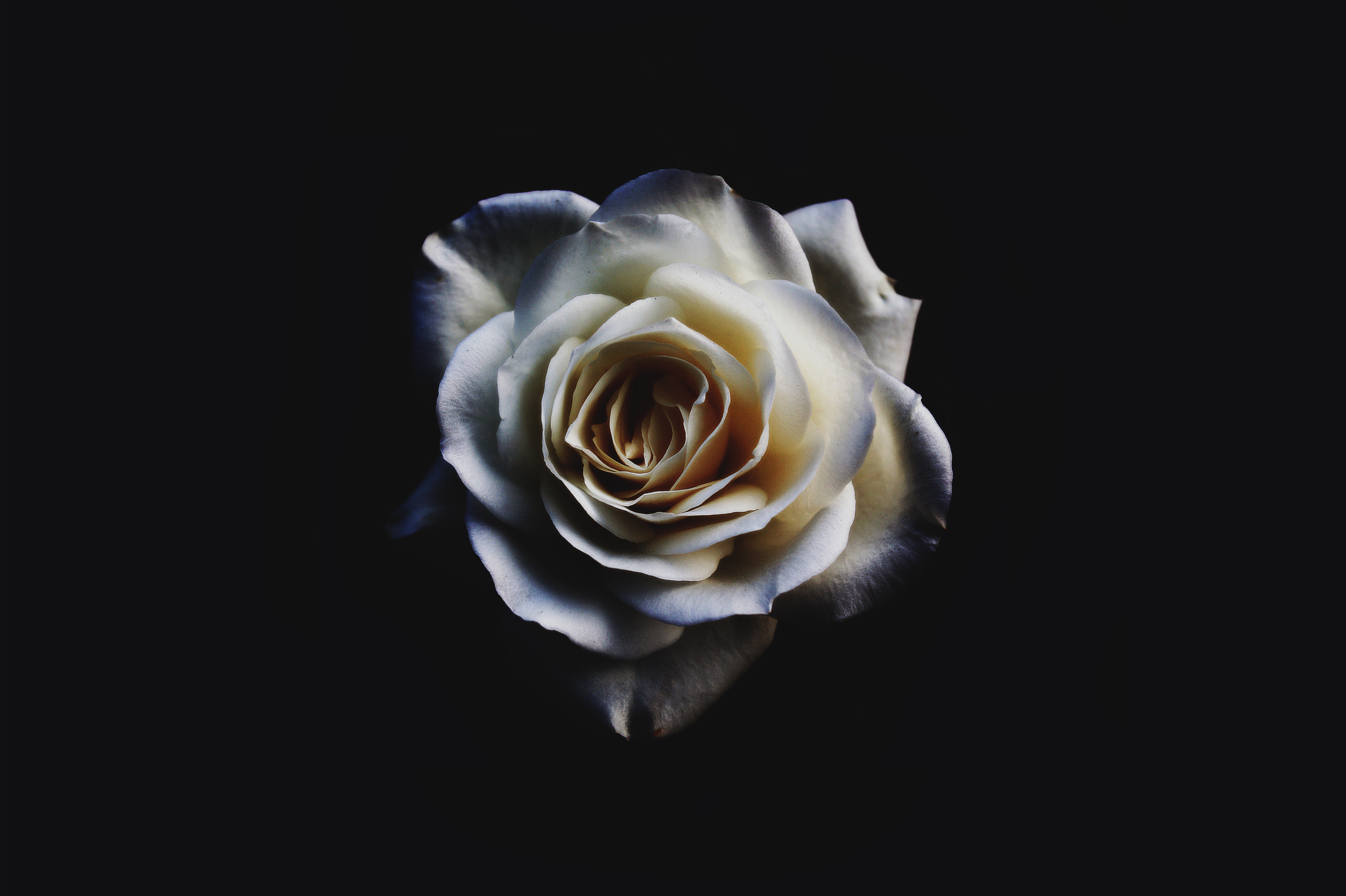 免费照片黑底白玫瑰