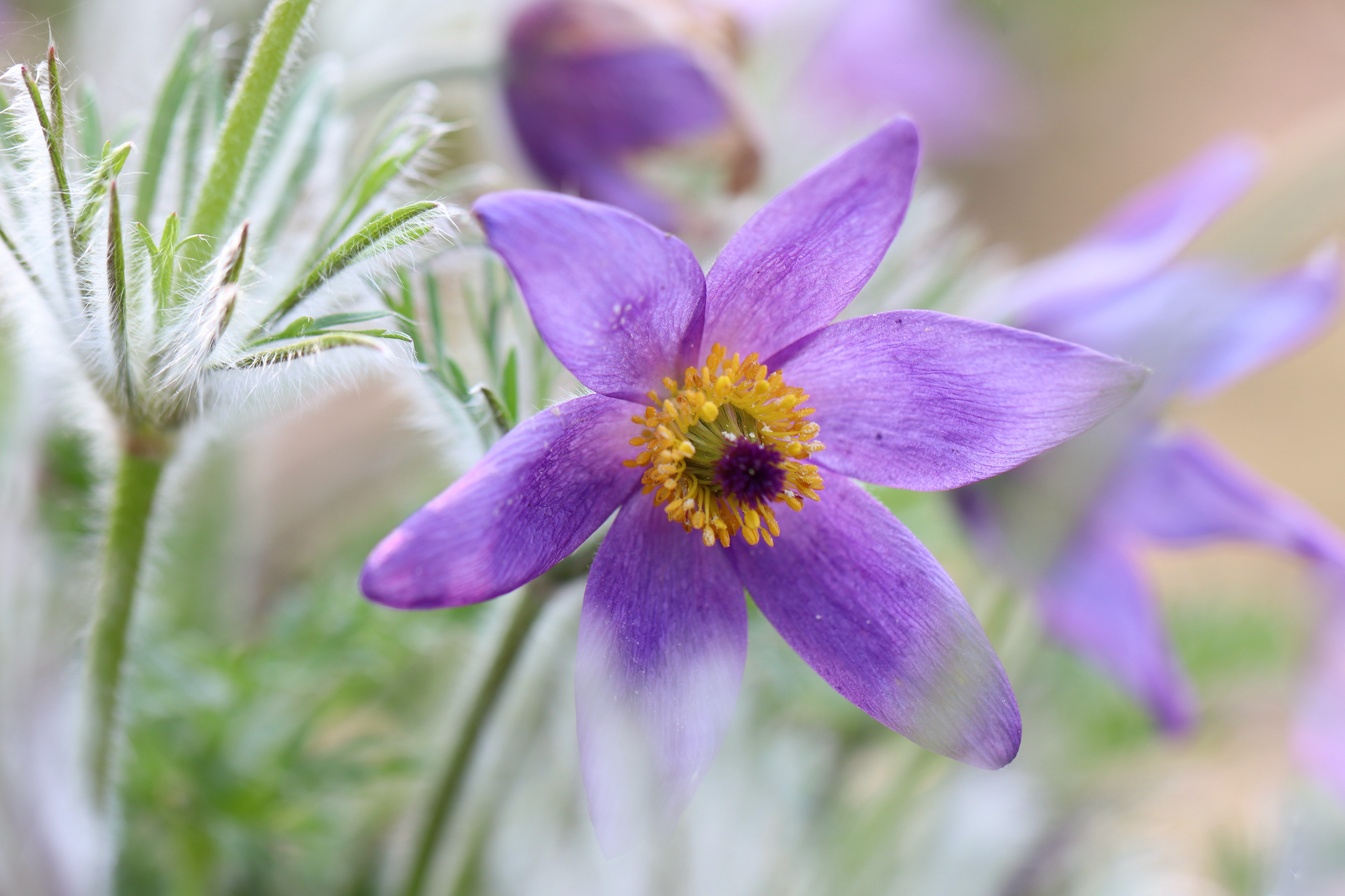 Wallpapers flowers violet pulsatilla on the desktop