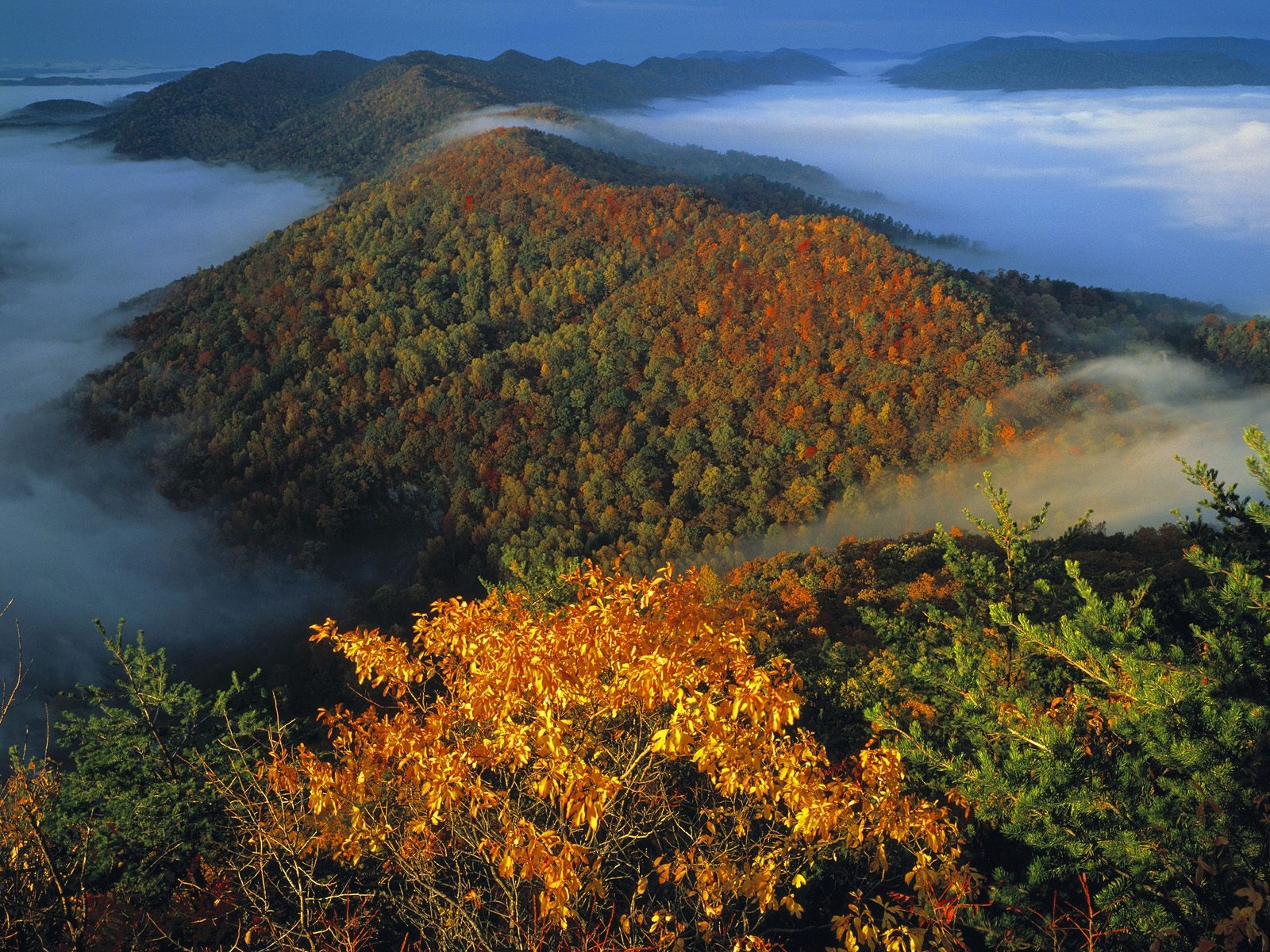 Free photo The landscape of the mountain range with colorful trees and fog, creating an atmosphere of tranquility and beauty of nature.