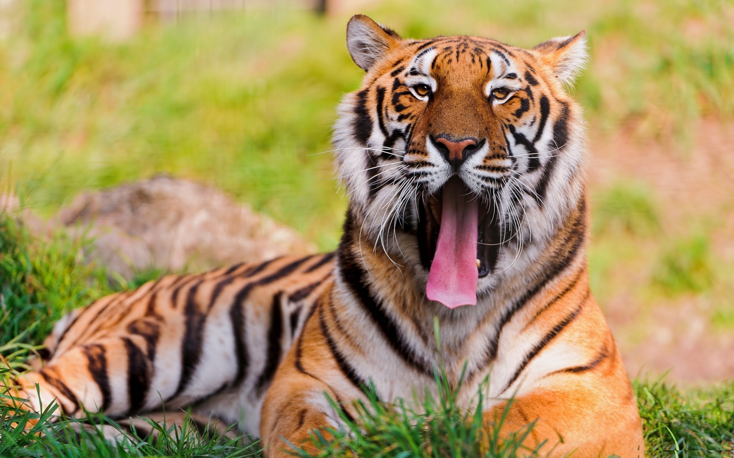 Wallpapers anger tiger yawns on the desktop
