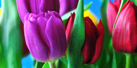 Шикарные тюльпаны