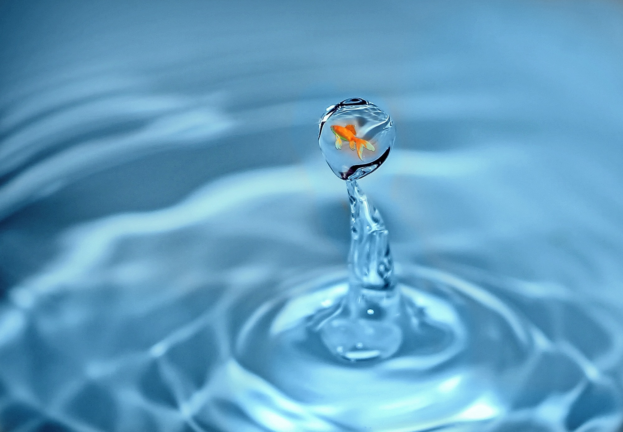 Free photo A goldfish in a drop of water