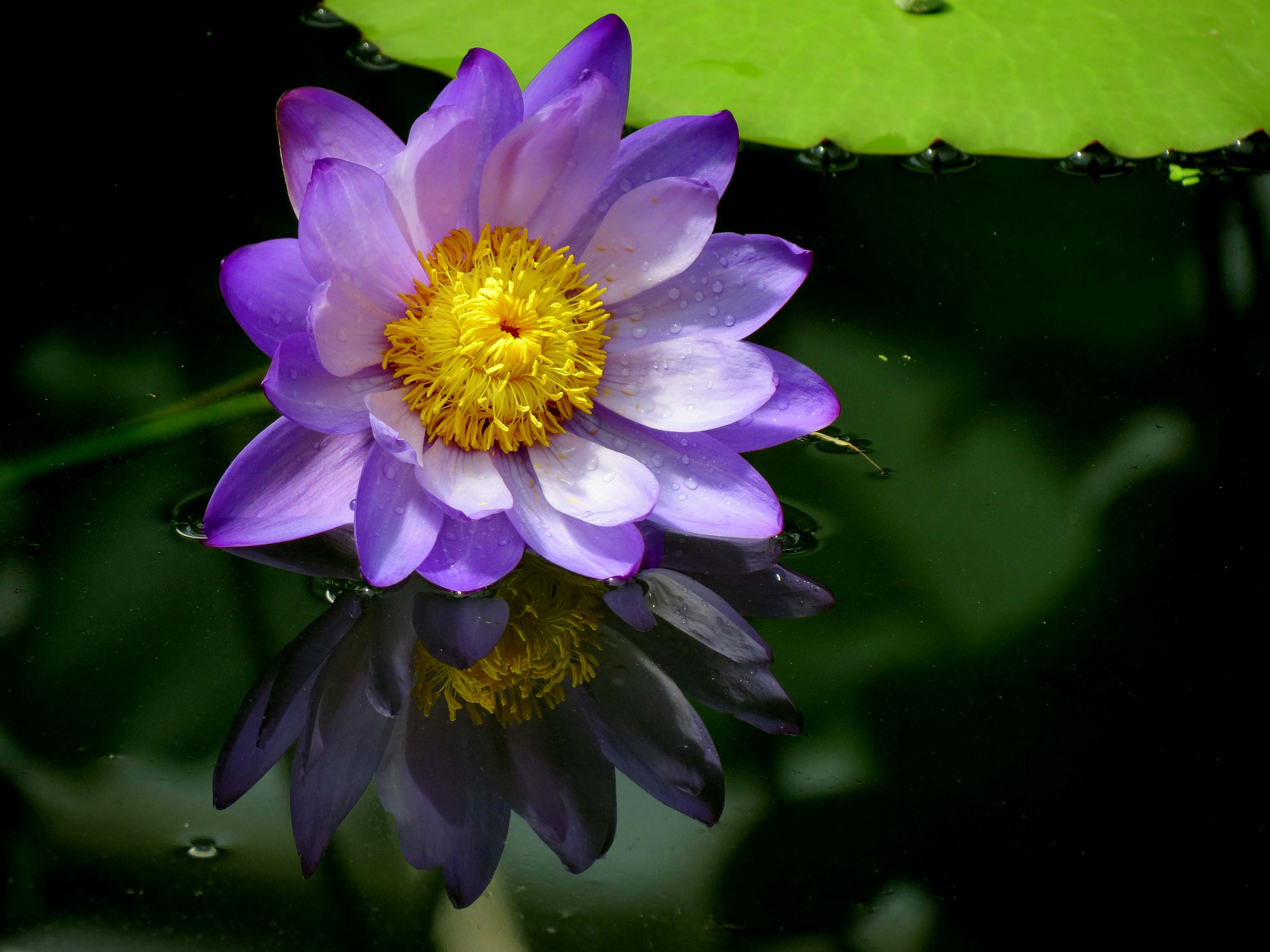 Wallpapers beautiful flowers flora body of water on the desktop