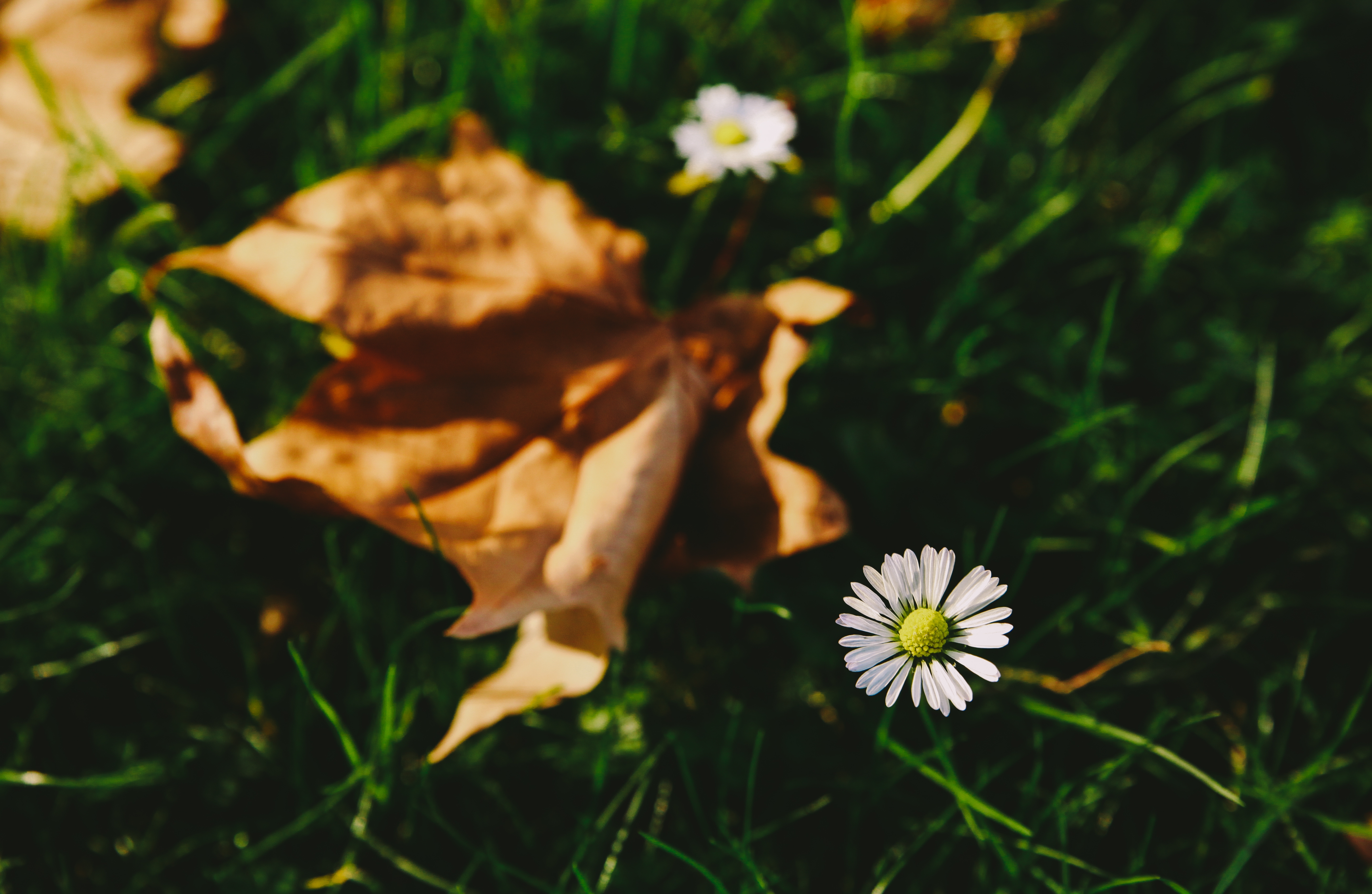 Wallpapers white flower leaves green grass on the desktop