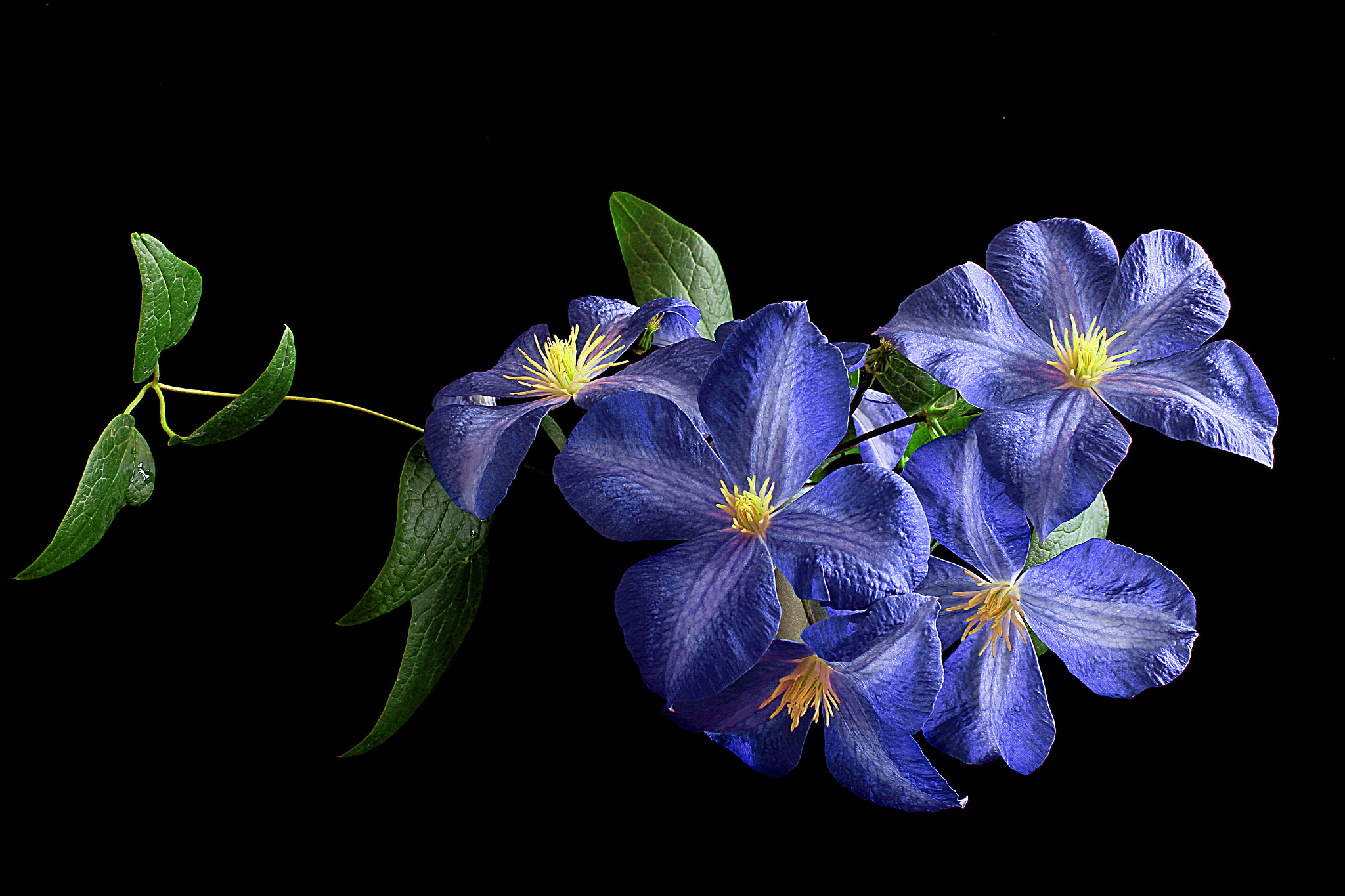 Обои Clematis цветок цветочная композиция на рабочий стол
