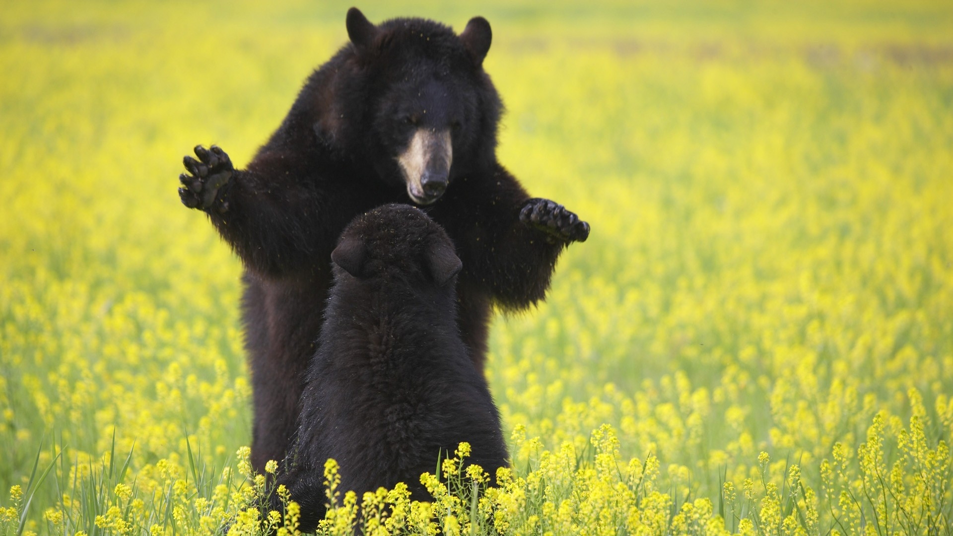 Wallpapers american black bear wildlife mammal on the desktop