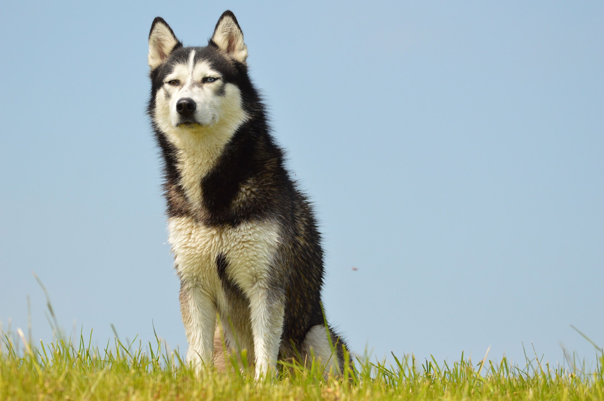 Free photo Husky sits on the green grass and looks into the distance