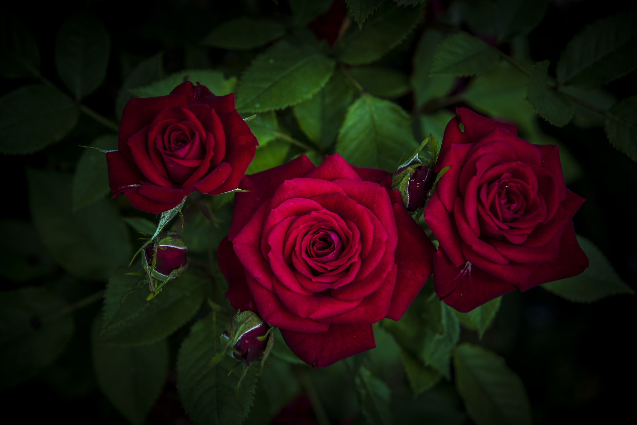 Wallpapers beautiful flowers bouquet flowers on the desktop