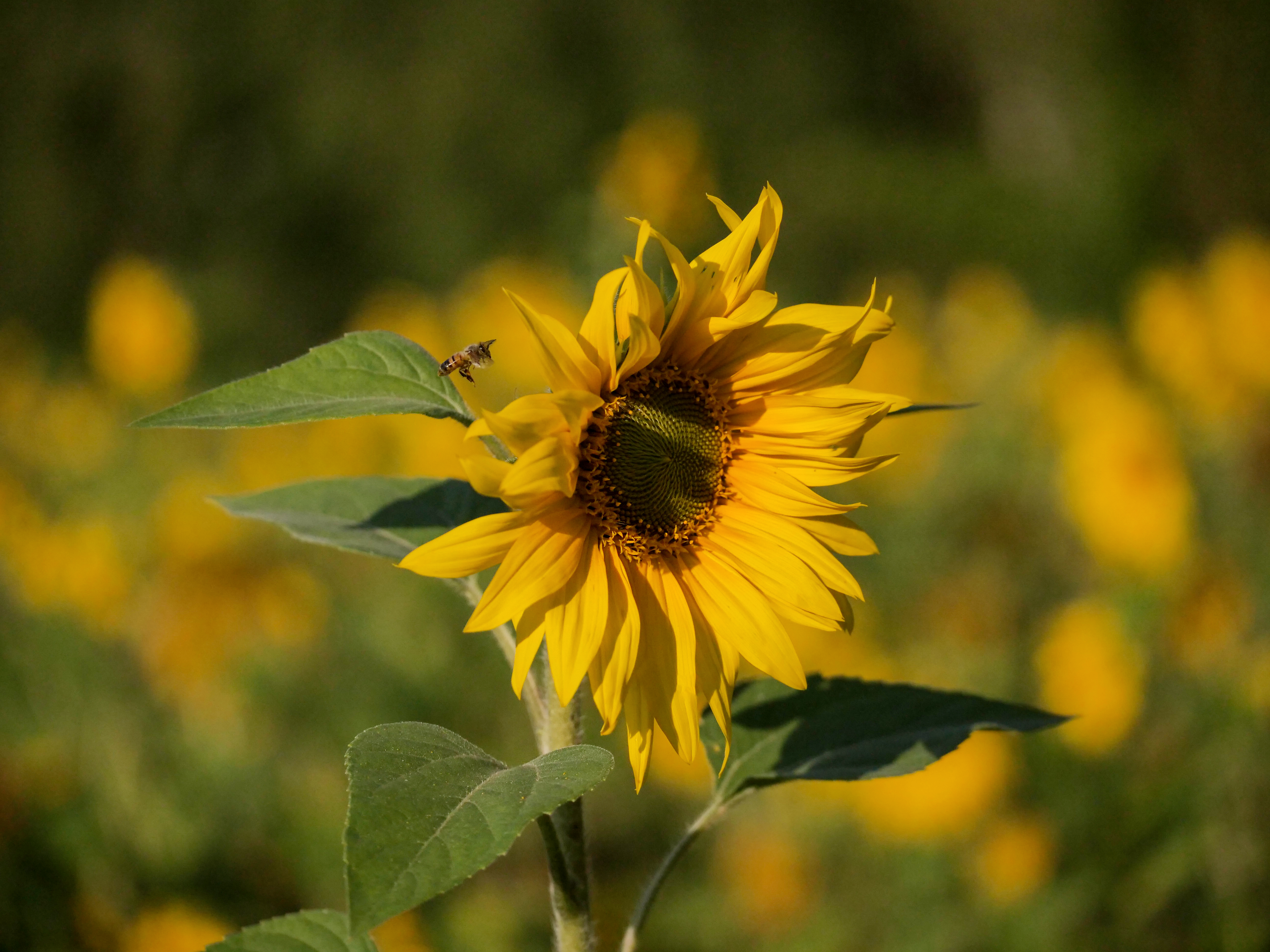 The hard worker is a bee on a flower