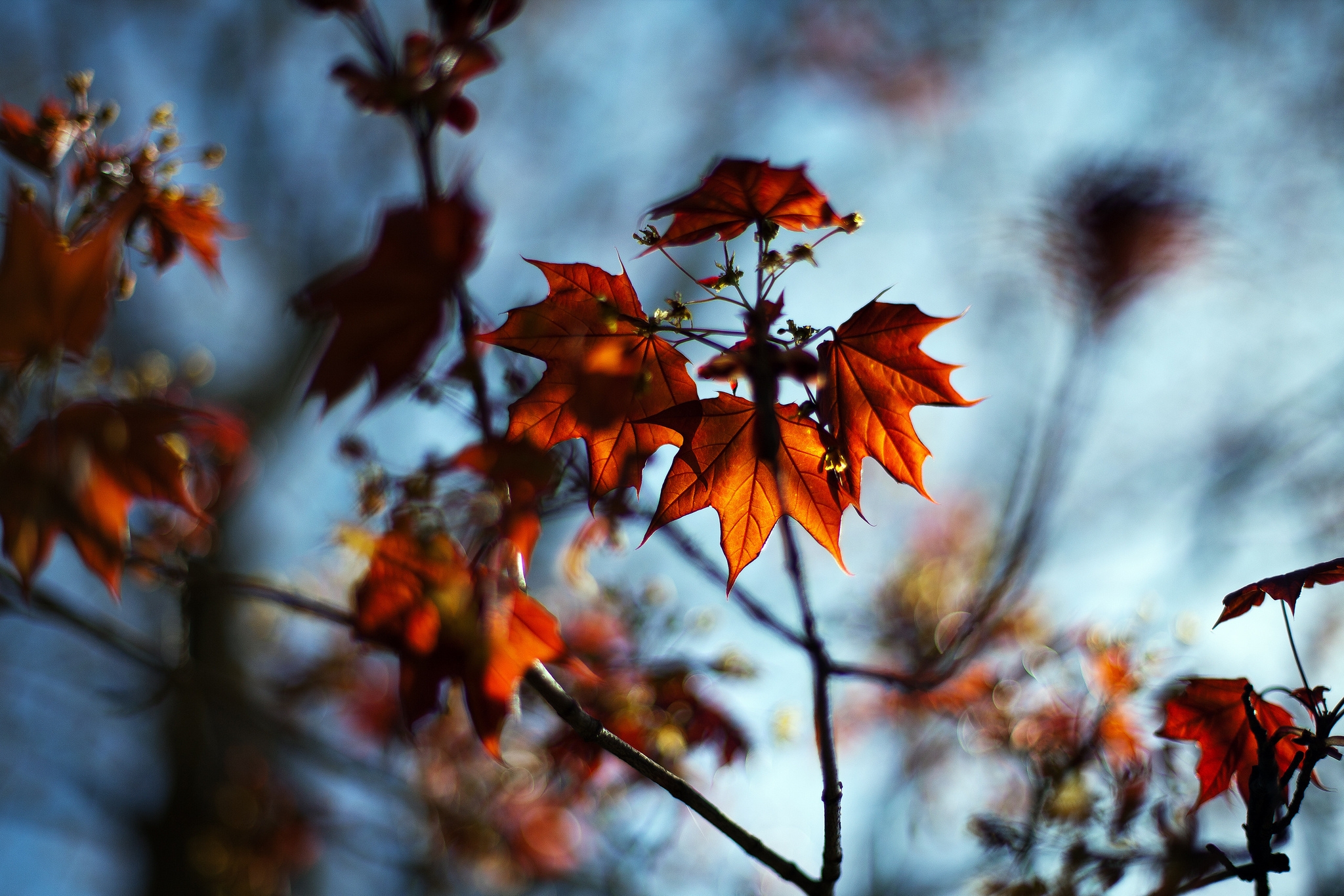 Wallpapers sun light leaves nature on the desktop