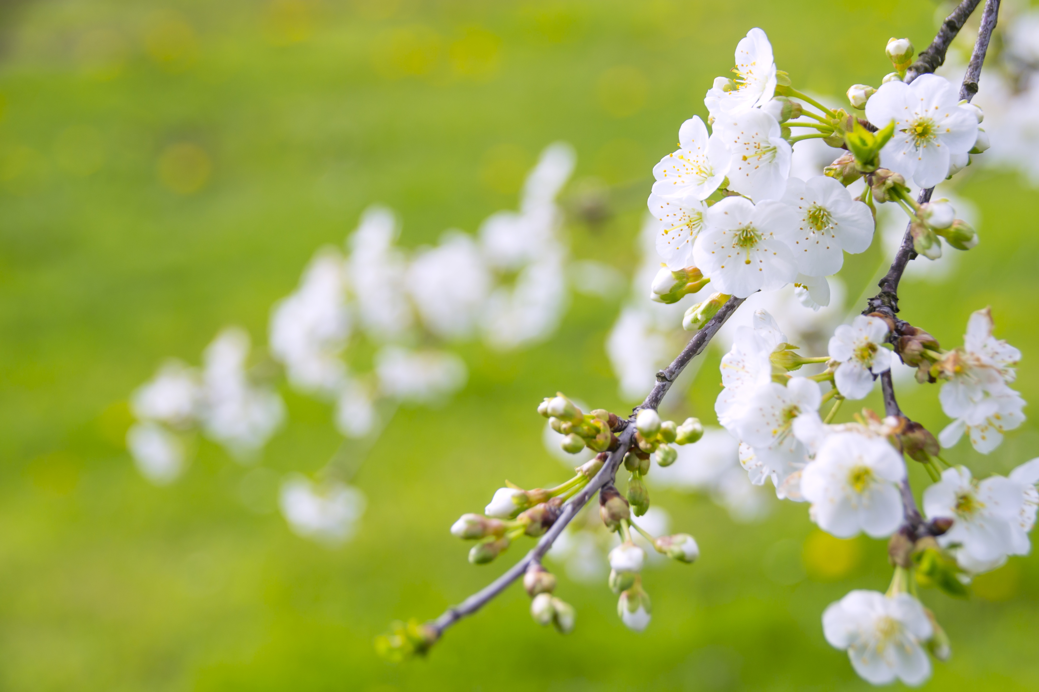 Wallpapers angelic beauty paradise cherries on the desktop