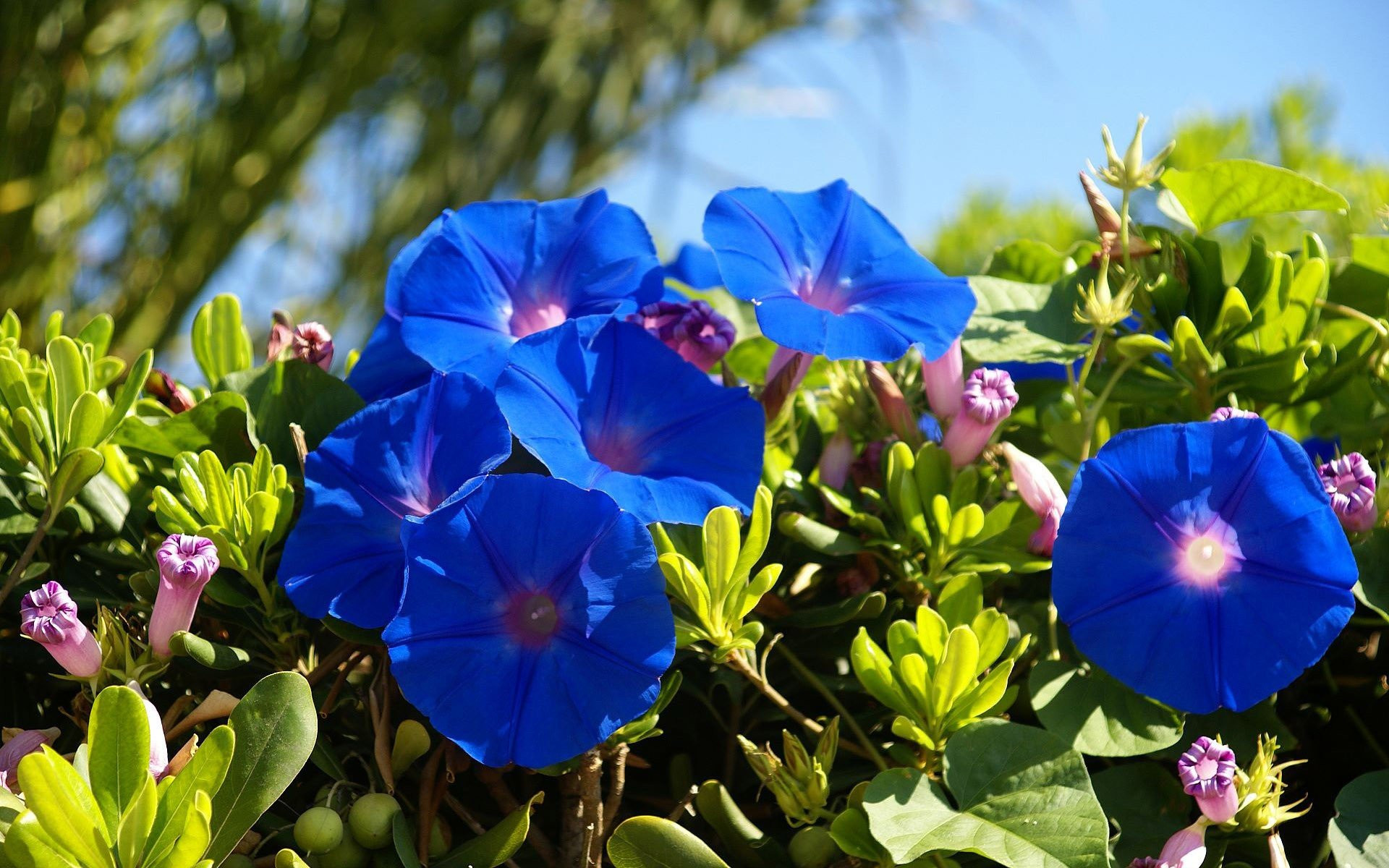 Обои обои голубые цветы спелый весна на рабочий стол
