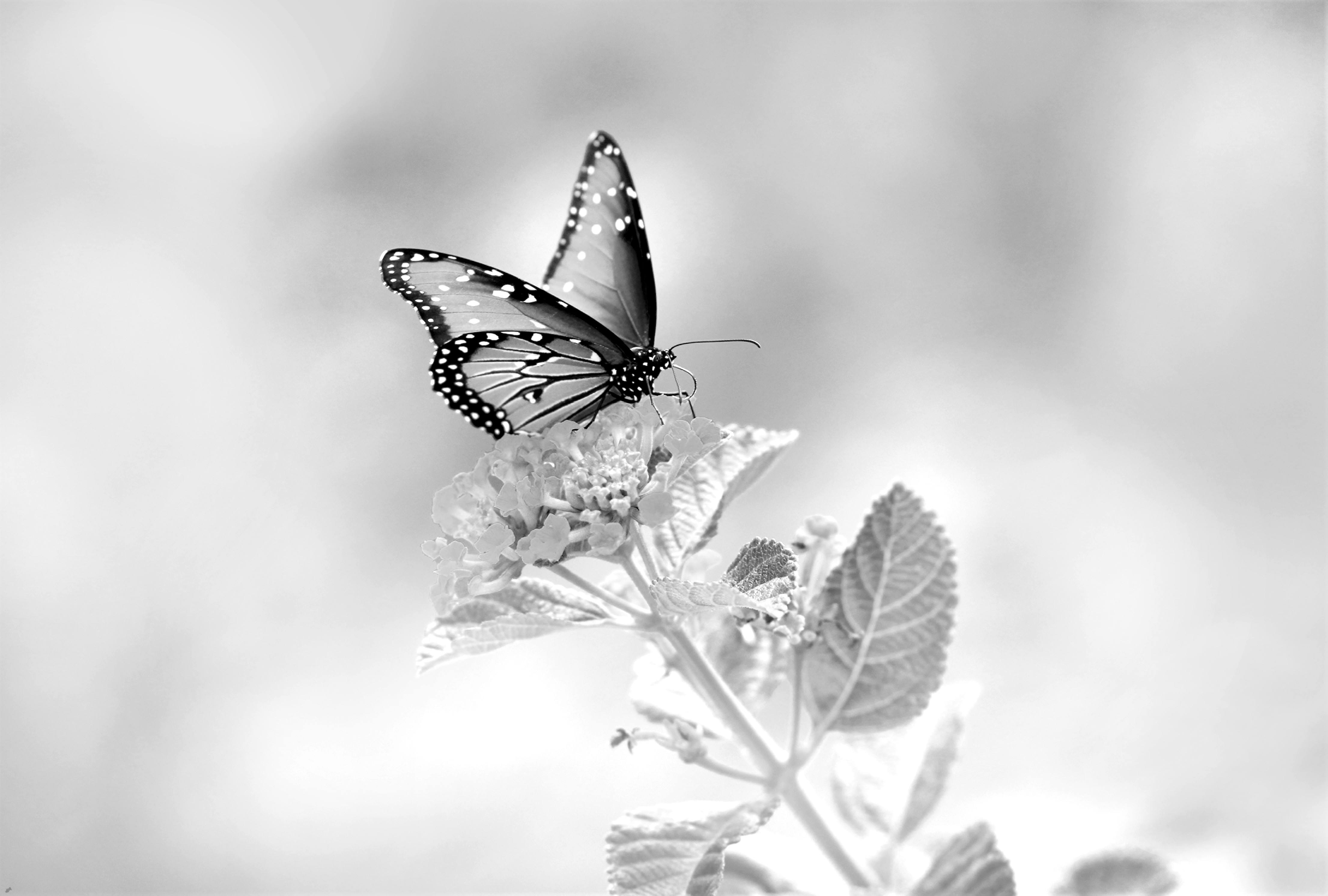 A butterfly on a flower in a black and white photo
