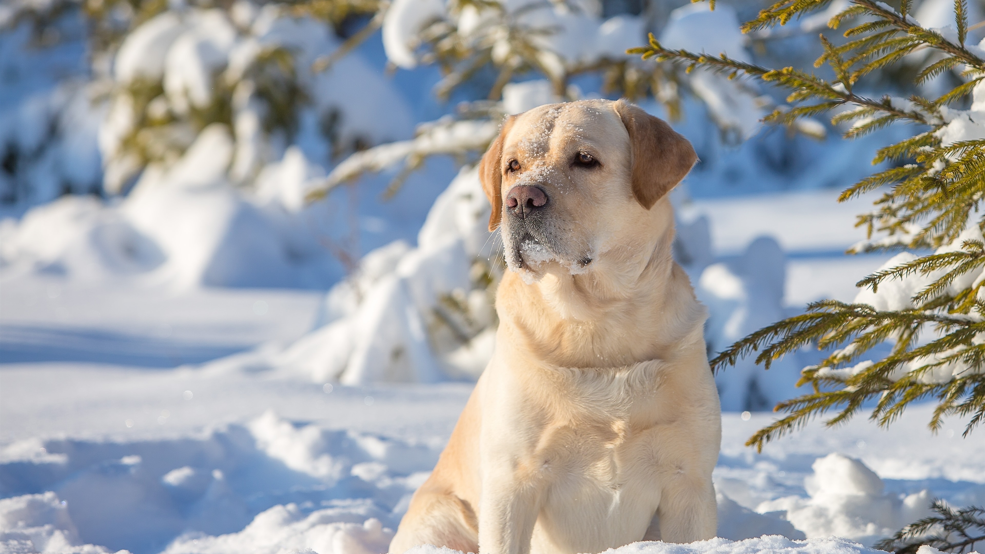 轻型拉布拉多猎犬在冬季散步