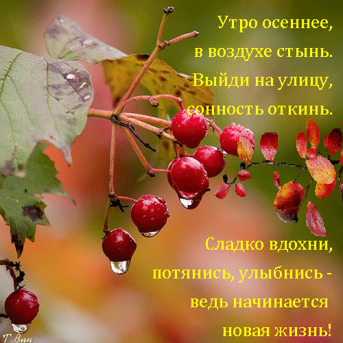 免费明信片秋莓果