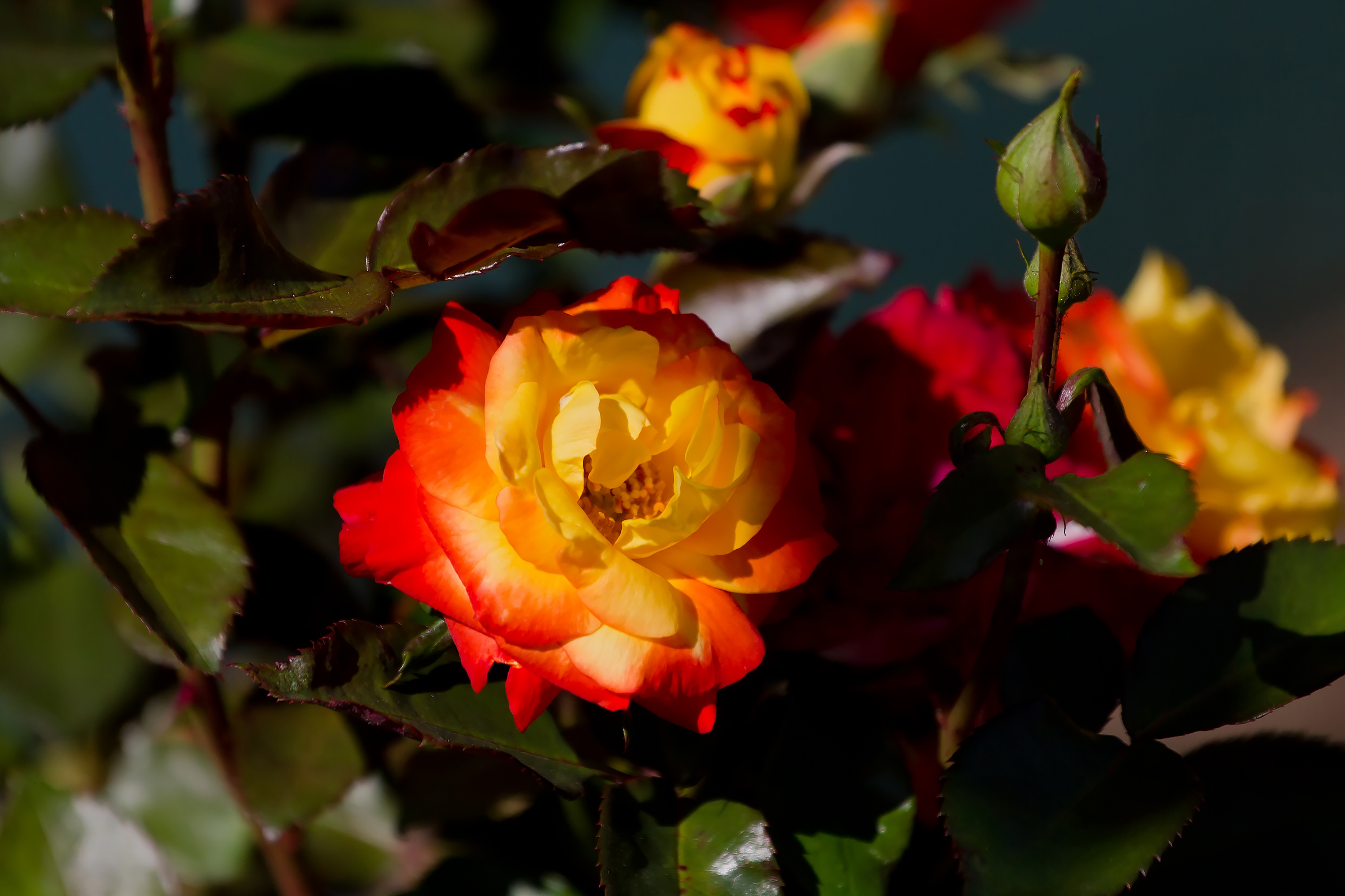 Free photo Red yellow rose