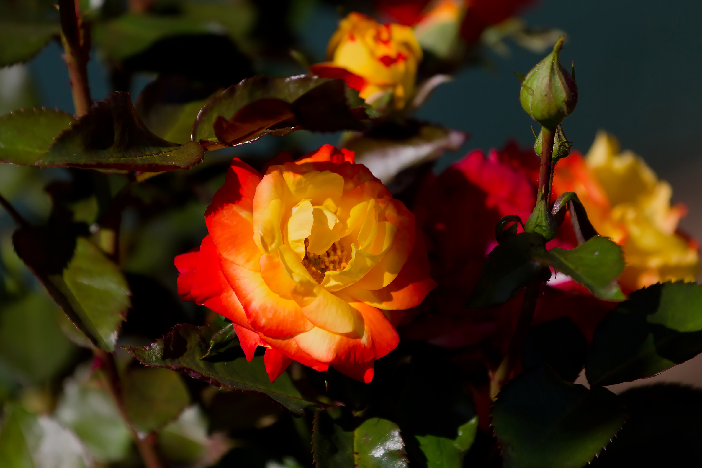 Бесплатное фото Красно-жёлтая роза