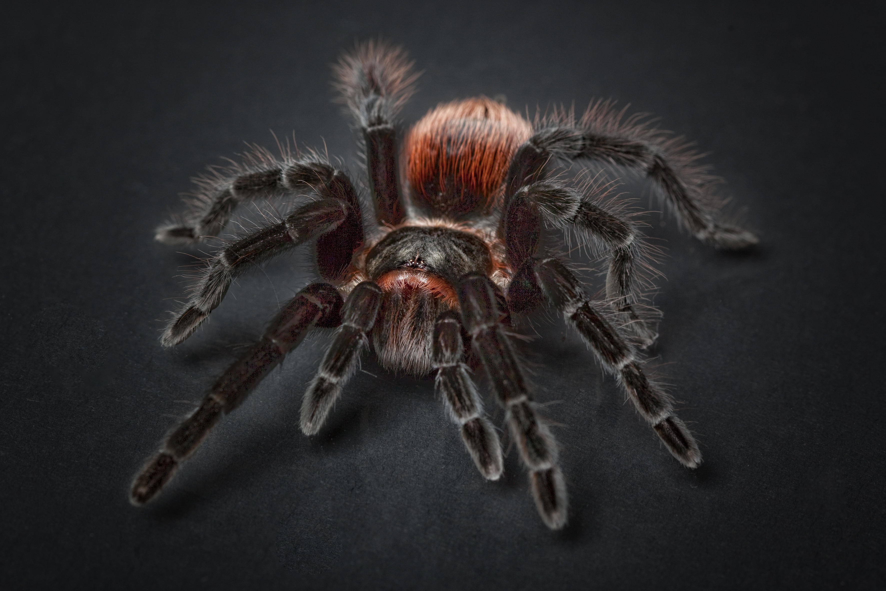 Free photo Woolly spider