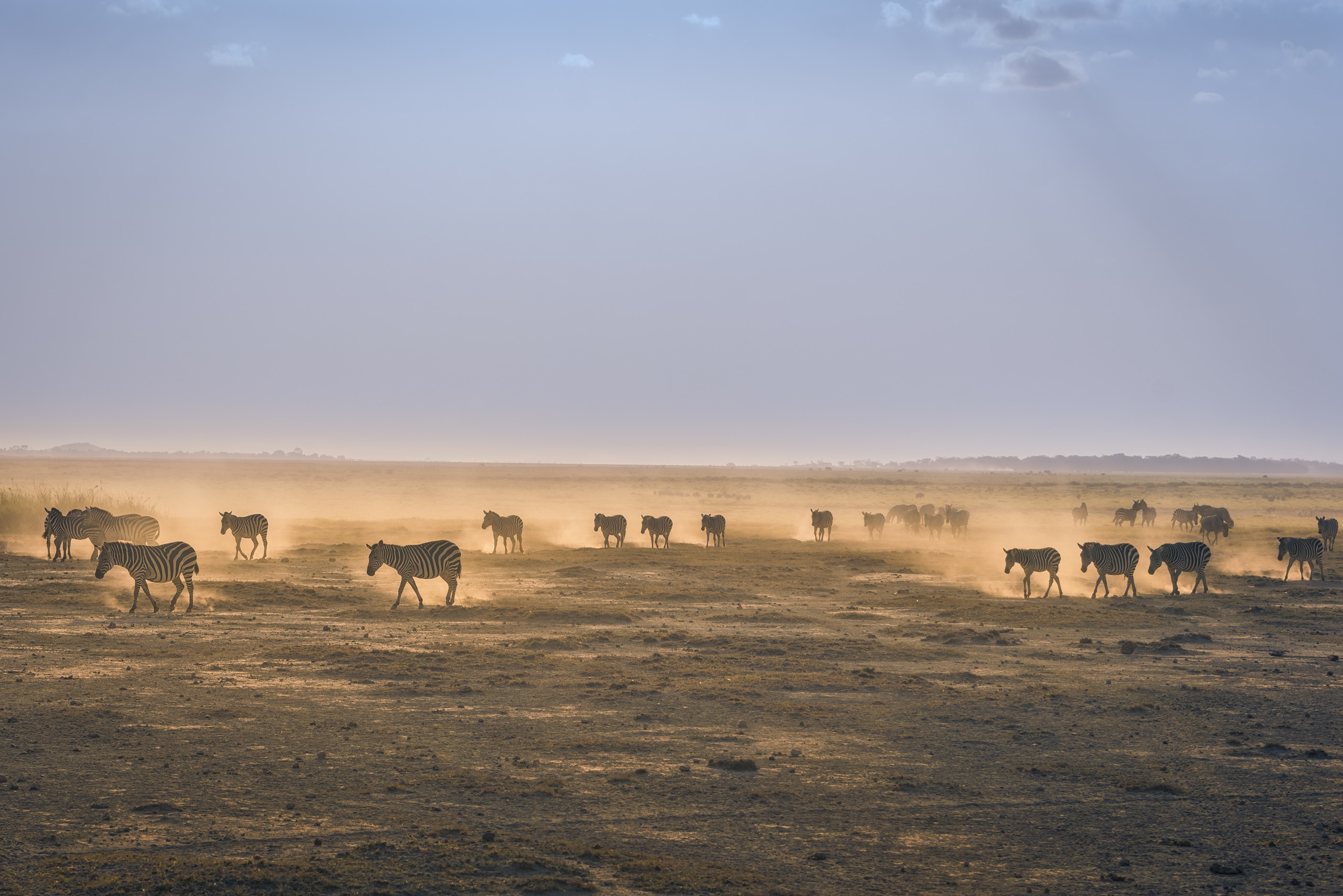 Wallpapers habitat flock pasture on the desktop