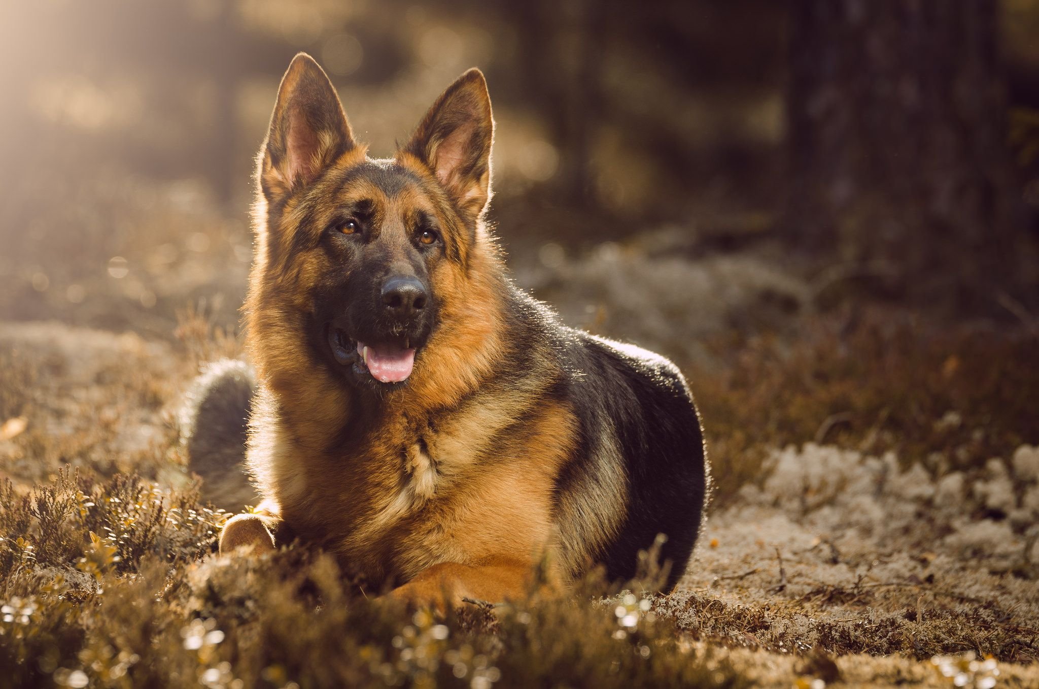 免费照片一只德国牧羊犬躺在地上，眺望远方