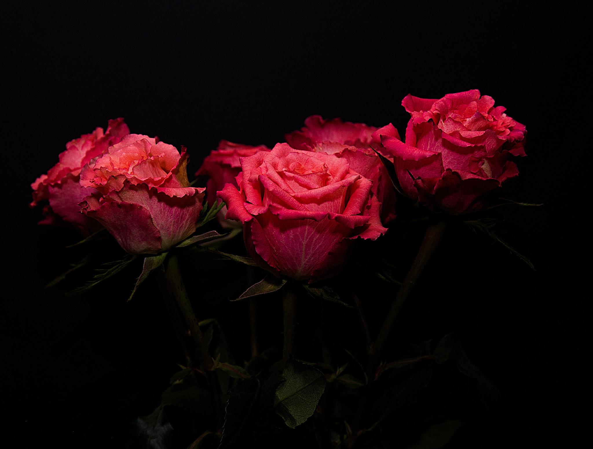 Обои красные бутоны розы красные цветы на рабочий стол