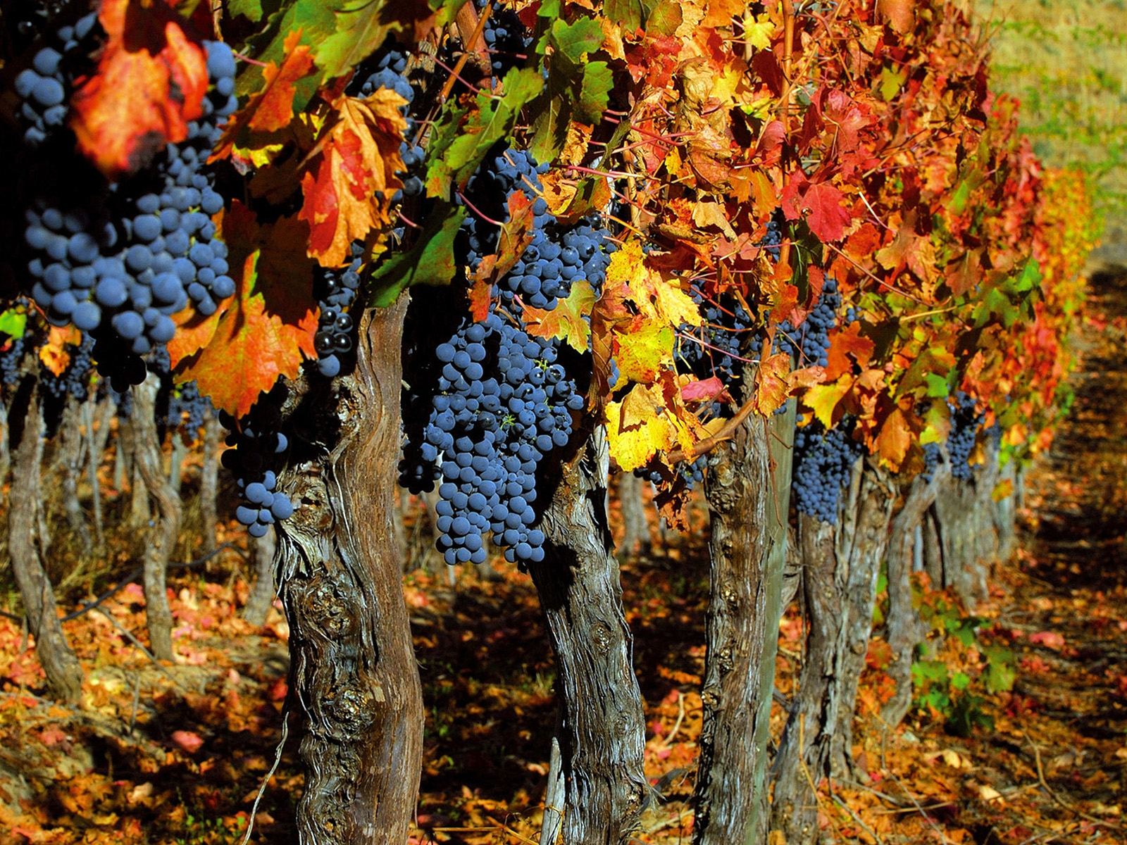 The blue grapes of autumn