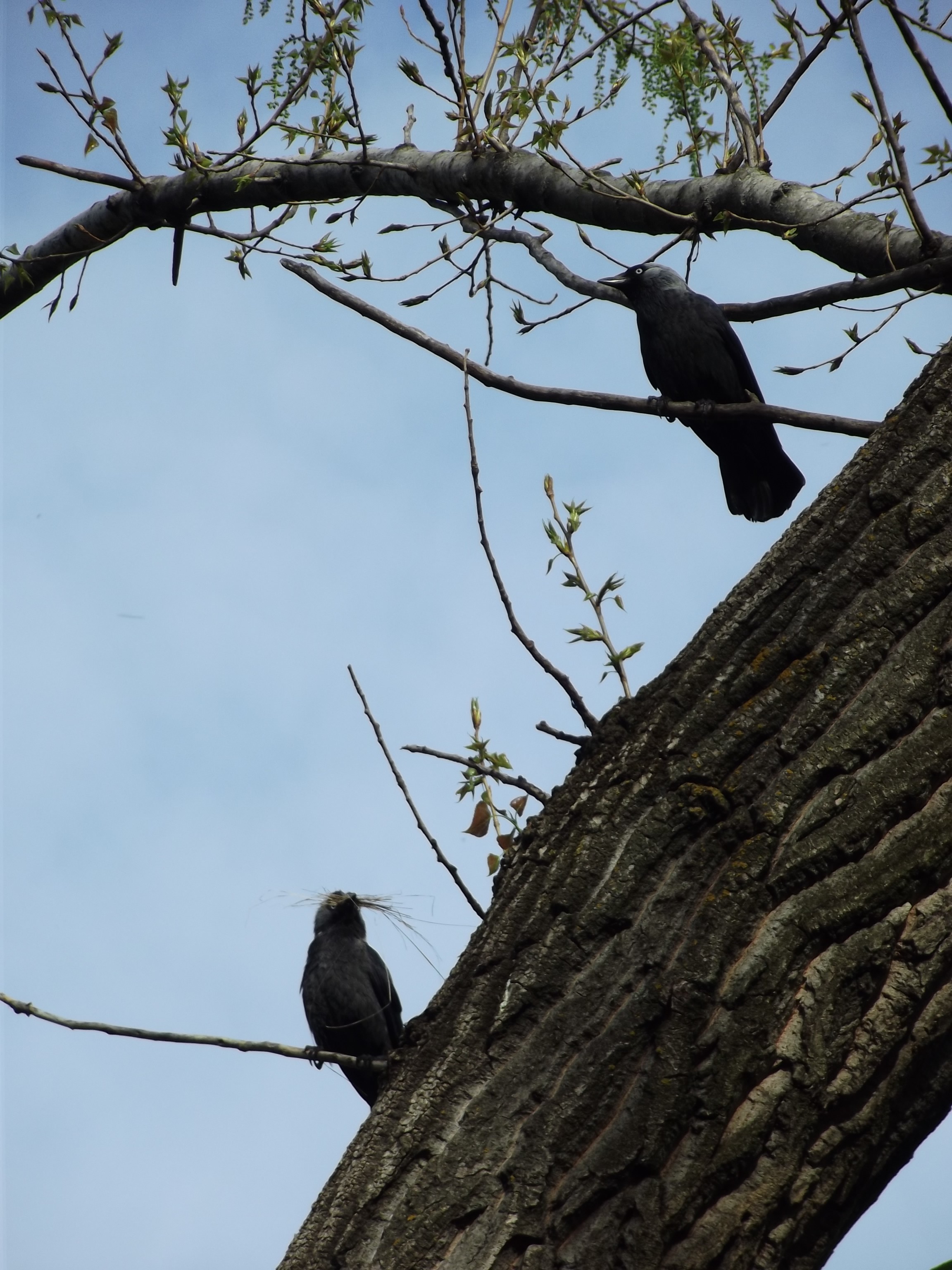 Бесплатное фото Обыкновенная майна на ветке.