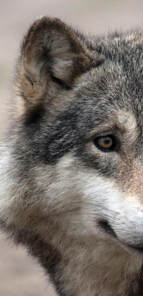 Бесплатное фото Добрый волк